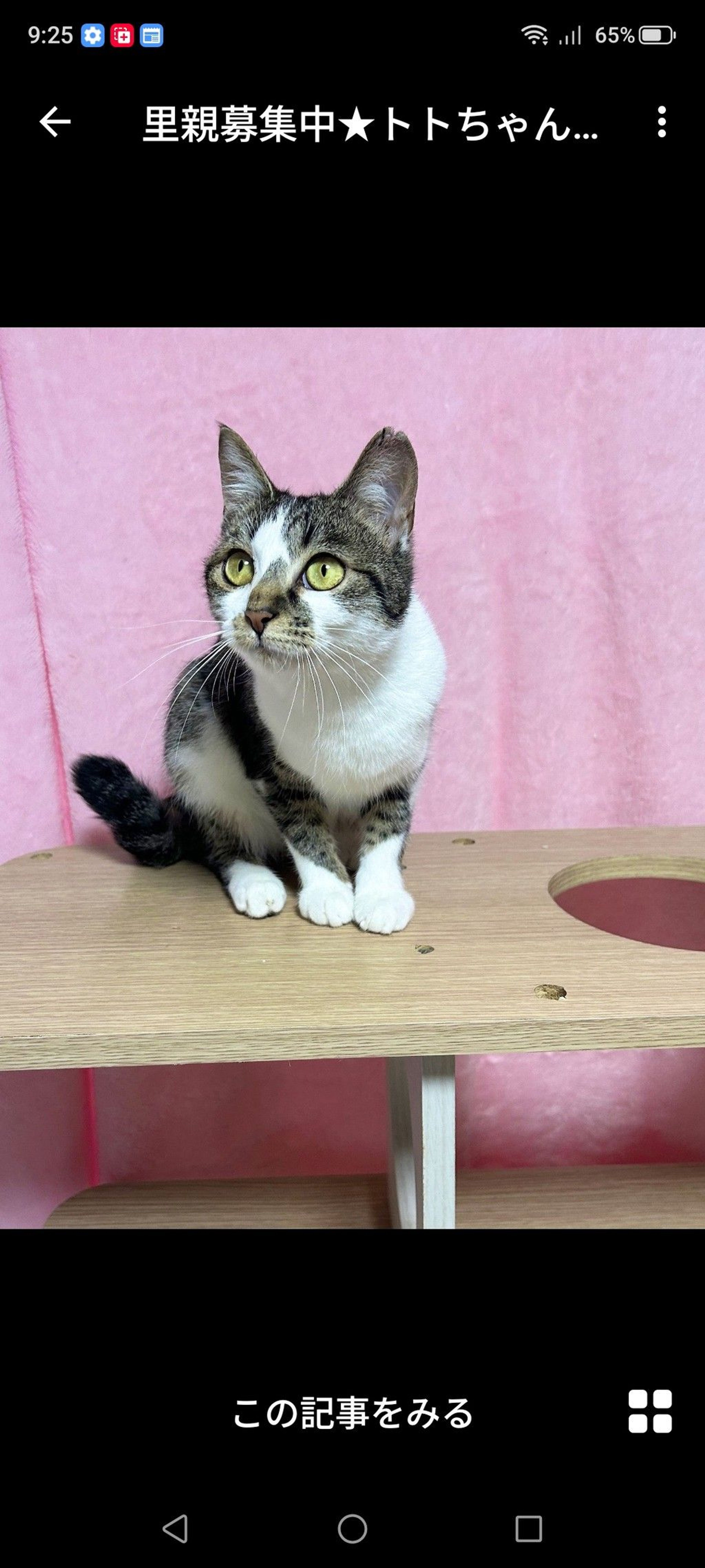 雑種（ミックス猫）・メスの里親募集の写真