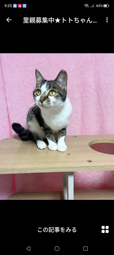 トトちゃんの写真