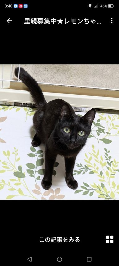 雑種（ミックス猫）・メスの里親募集の写真