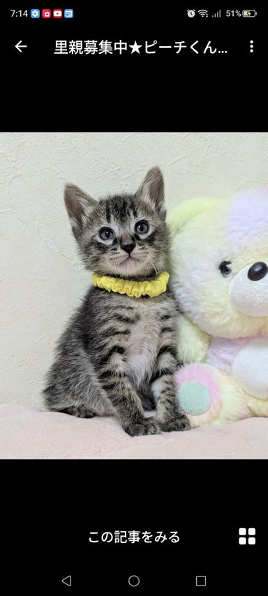 雑種（ミックス猫）・オスの里親募集の写真