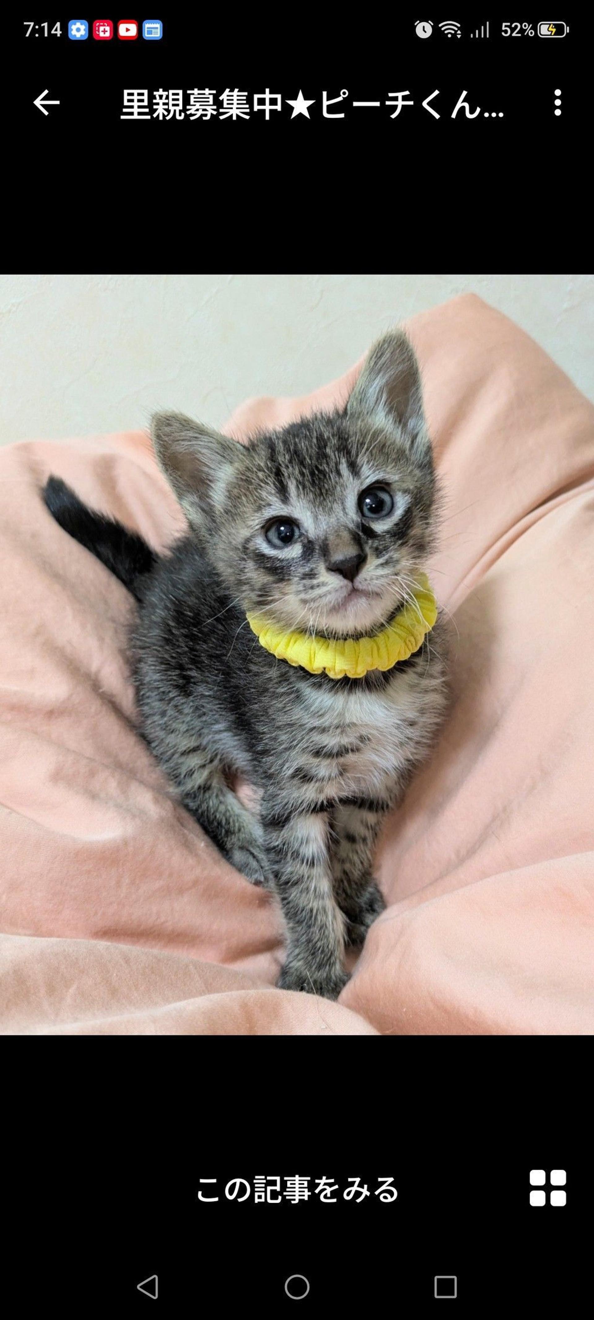 pet-image-2
