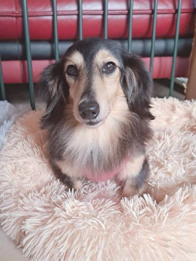 ミニチュア・ダックスフンド・メスの里親募集の写真