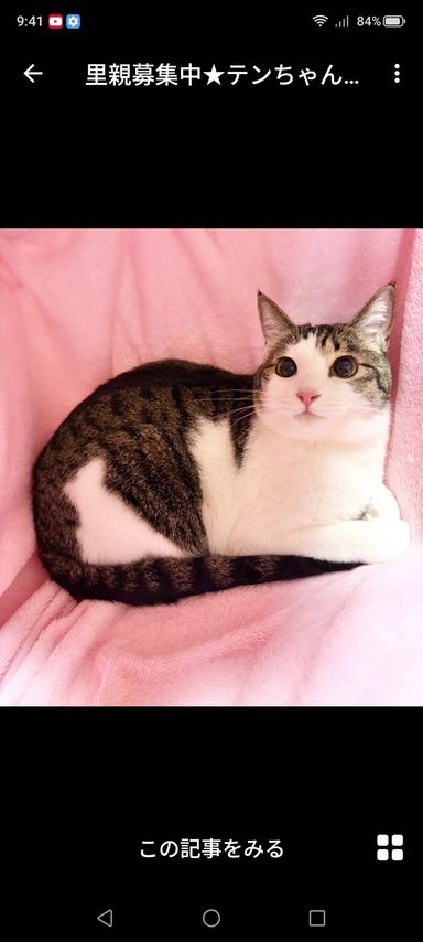 雑種（ミックス猫）・メスの里親募集の写真