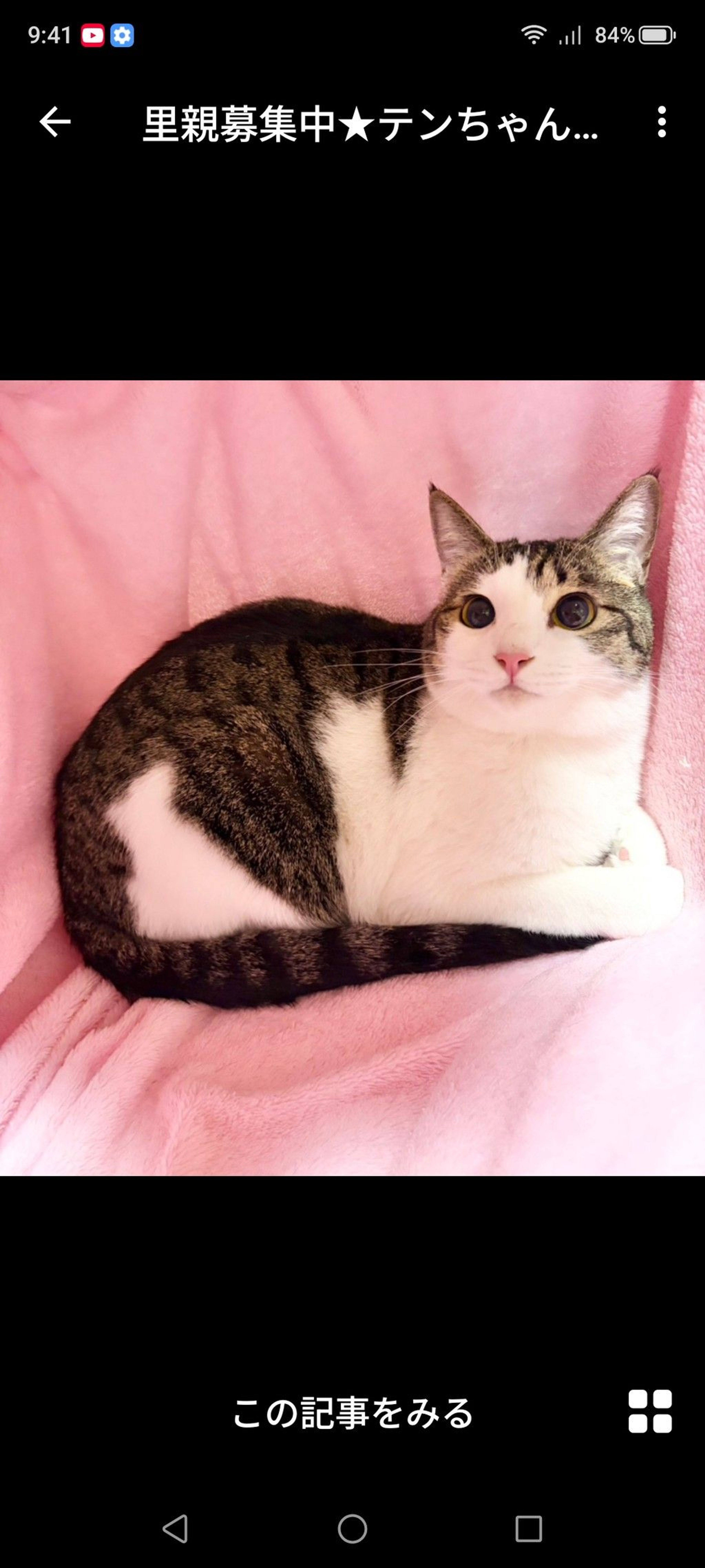 雑種（ミックス猫）・メスの里親募集の写真