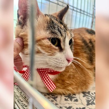 雑種（ミックス猫）・メスの里親募集の写真