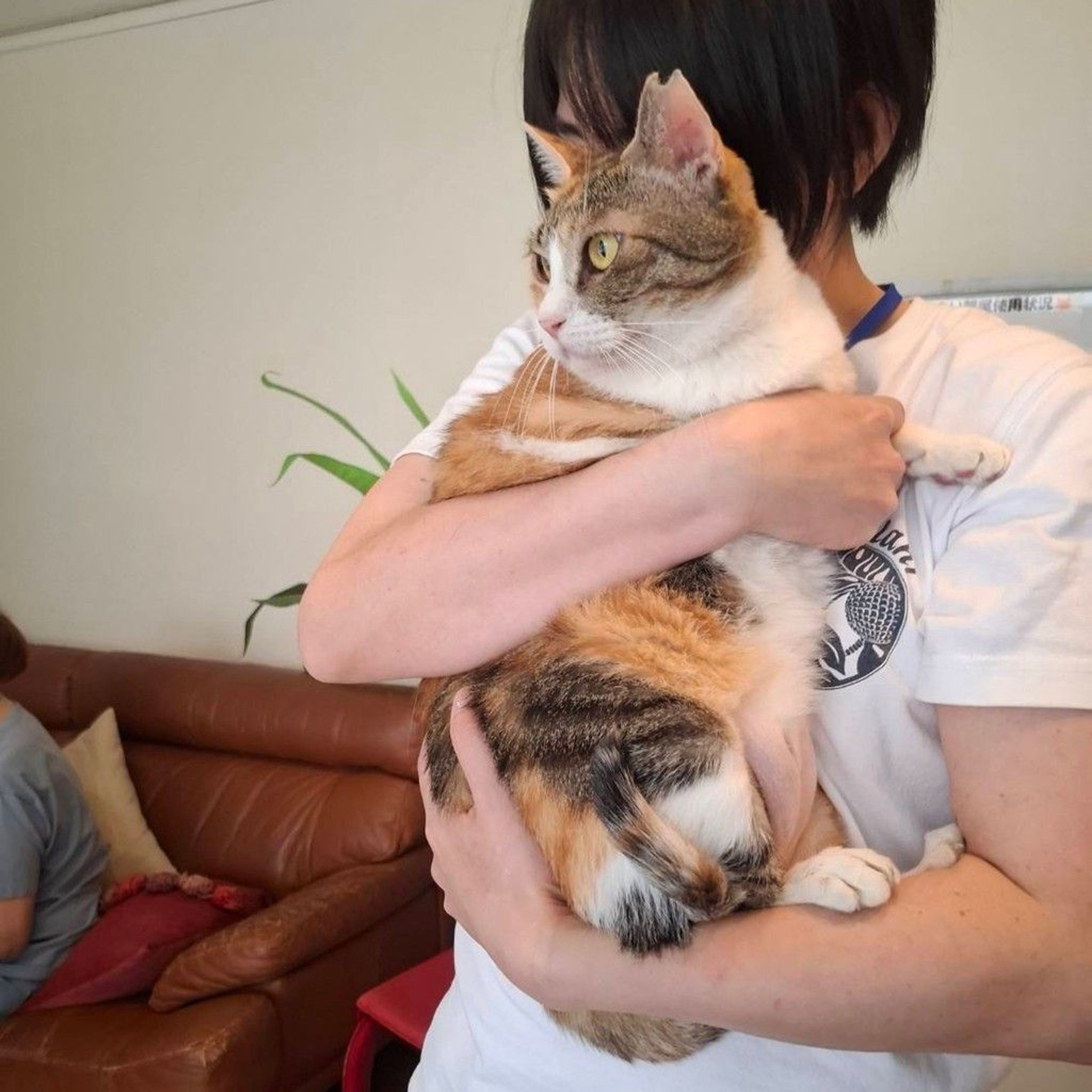 雑種（ミックス猫）・メスの里親募集の写真