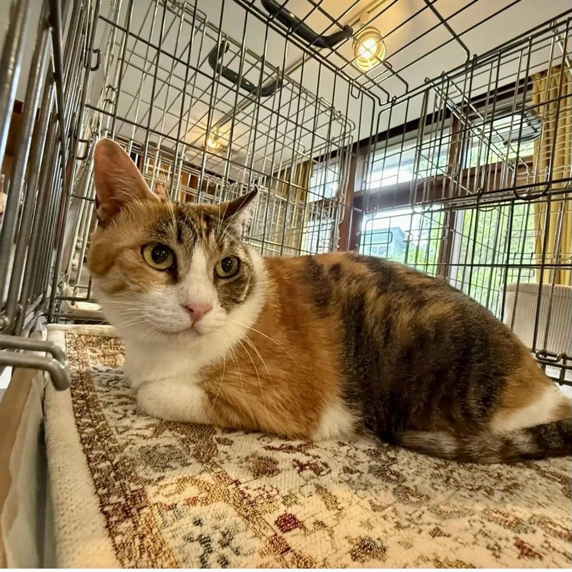 pet-image-5