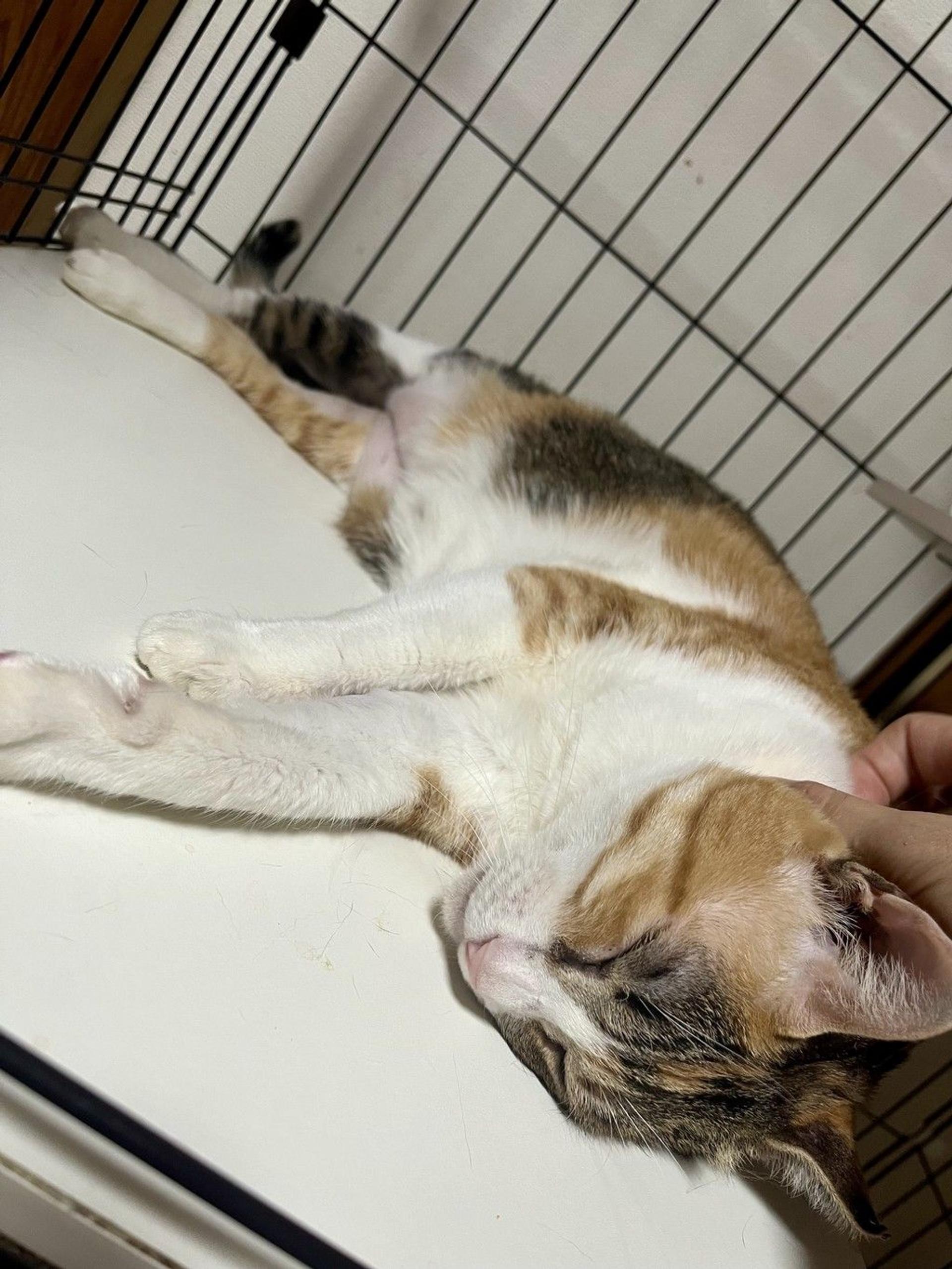 pet-image-9