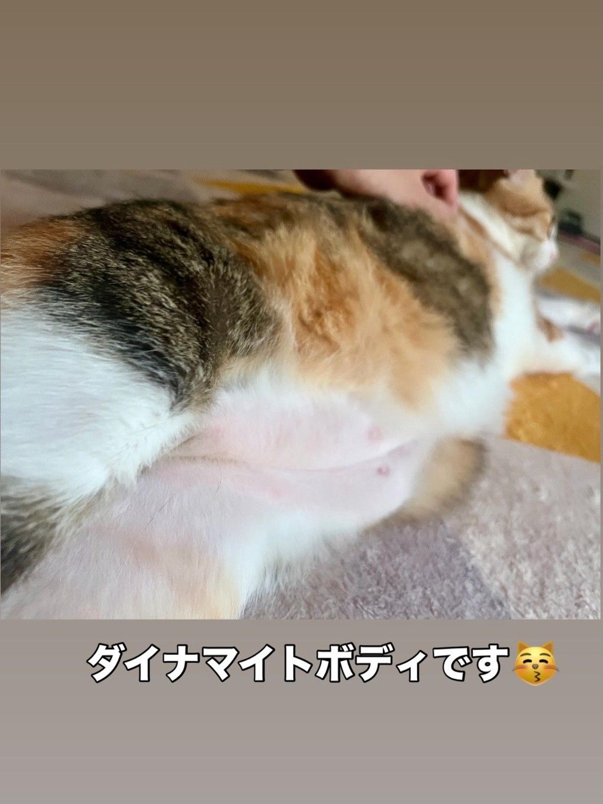pet-image-10