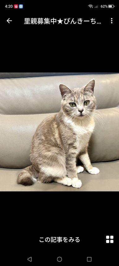 雑種（ミックス猫）・メスの里親募集の写真