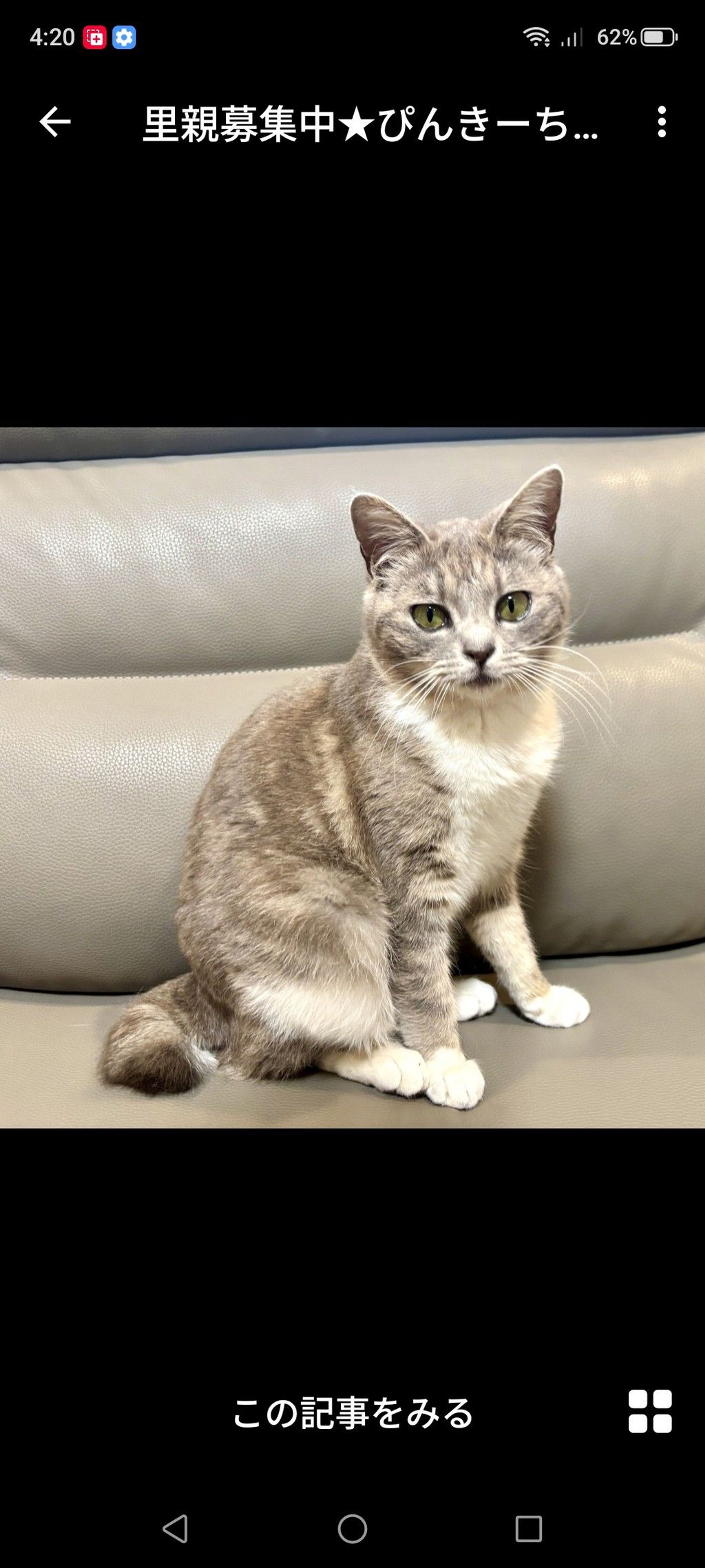 雑種（ミックス猫）・メスの里親募集の写真