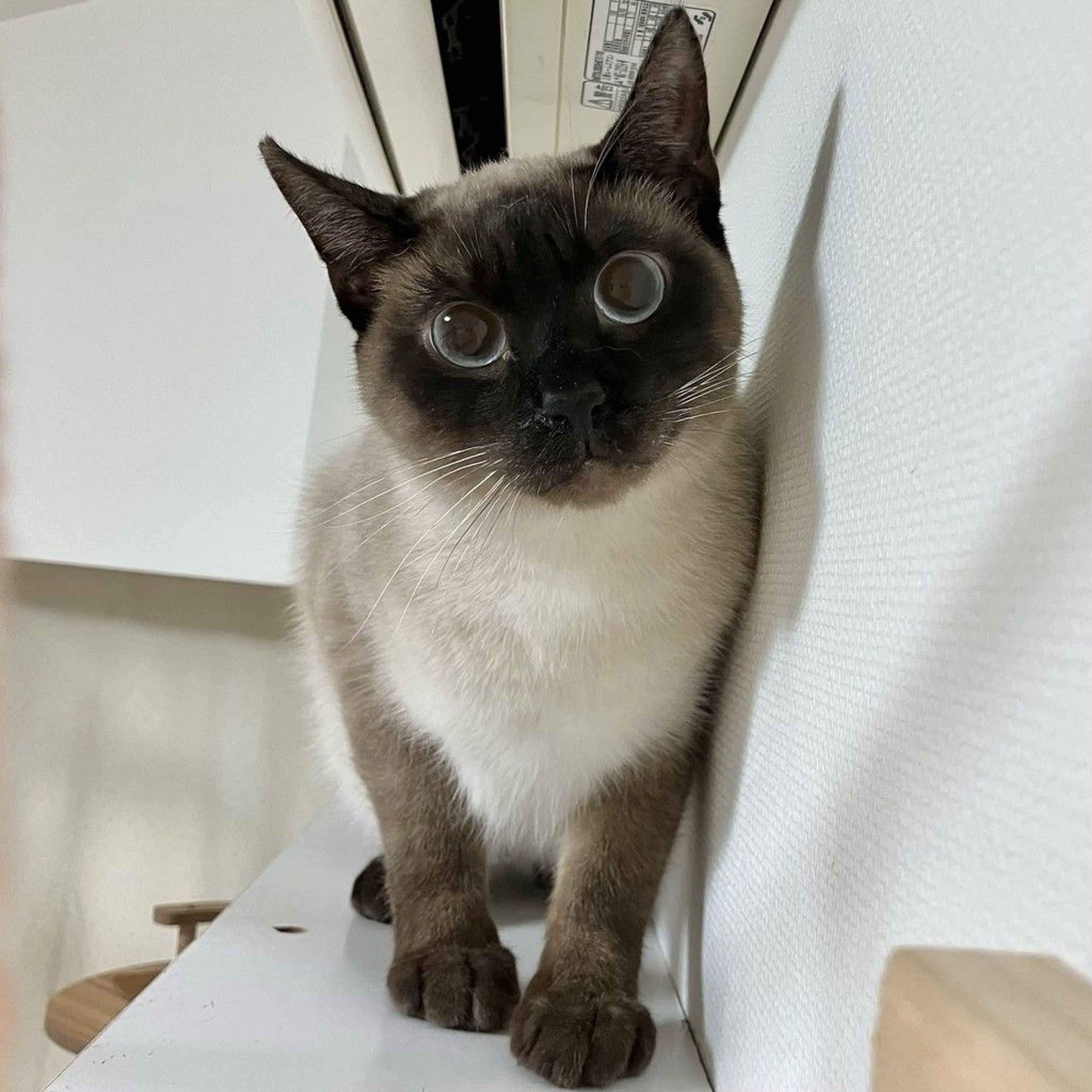 雑種（ミックス猫）・オスの里親募集の写真