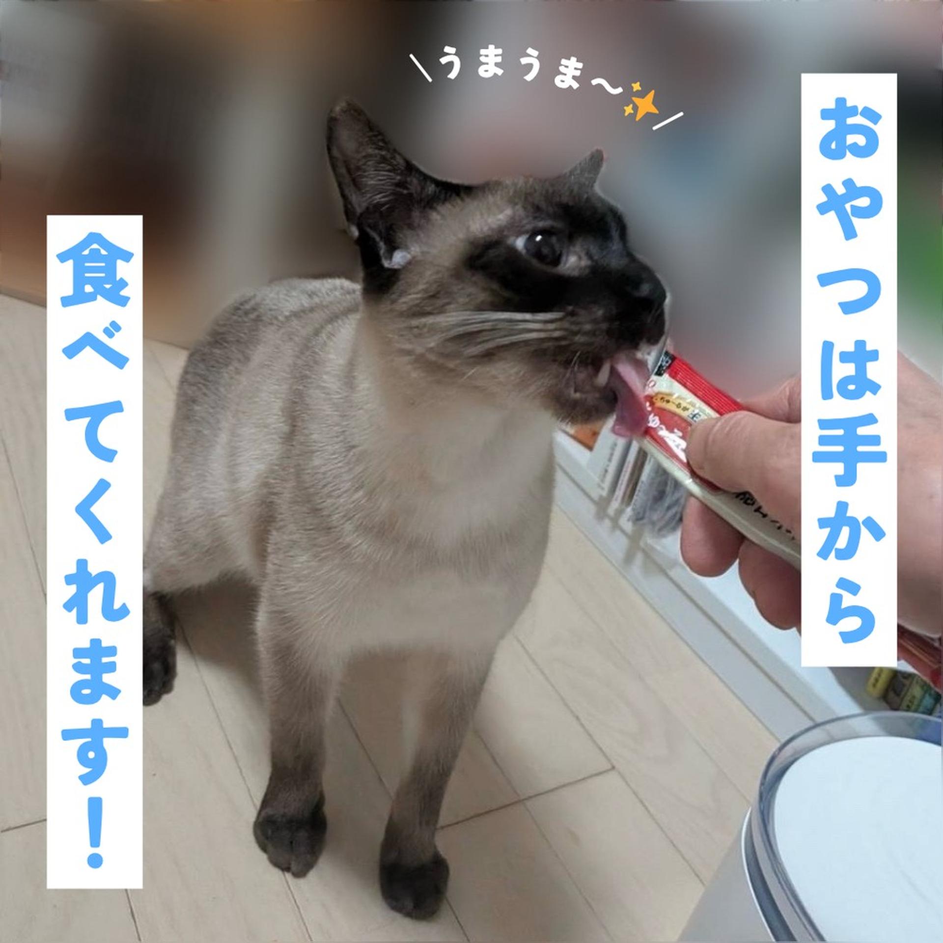 pet-image-4