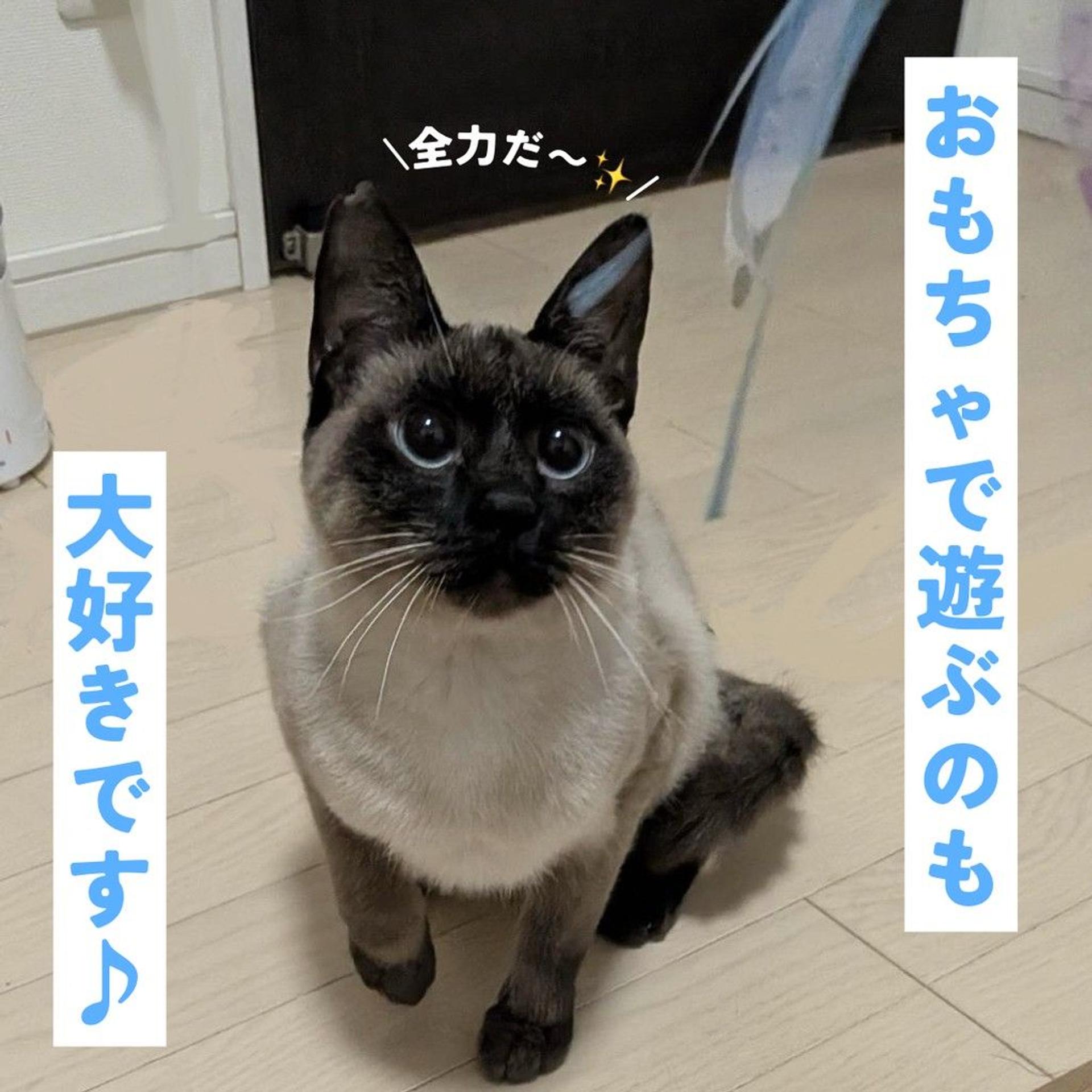 pet-image-5