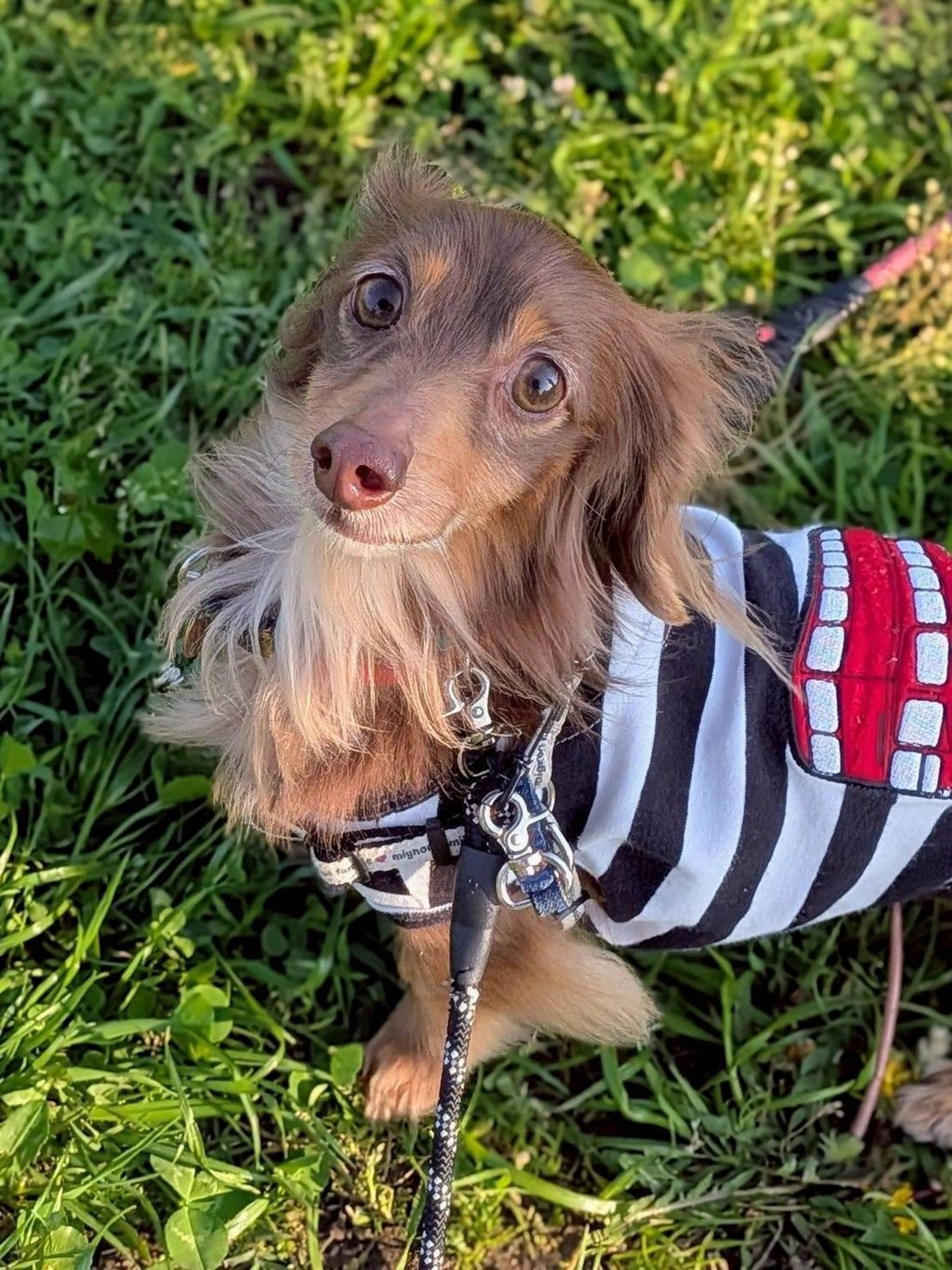 ダックスフンド・オスの里親募集の写真