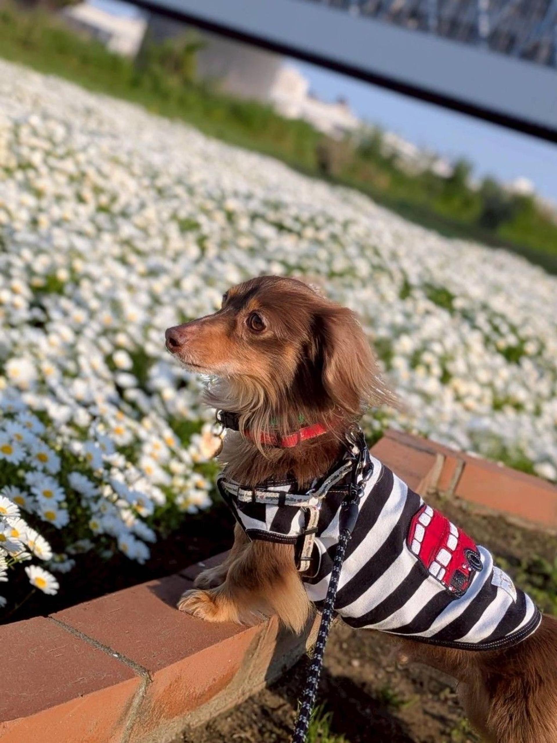 pet-image-3