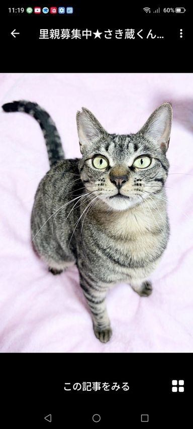 雑種（ミックス猫）・オスの里親募集の写真