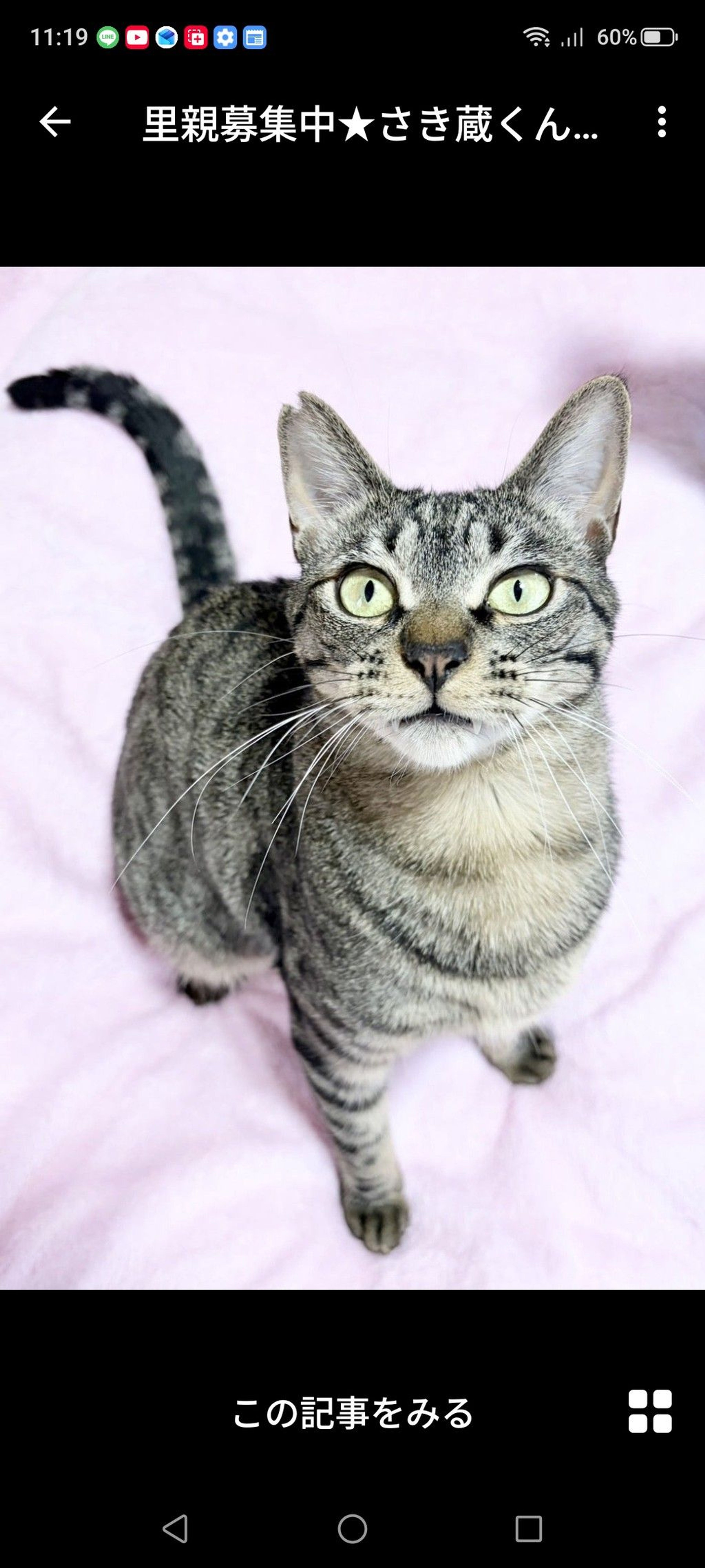 雑種（ミックス猫）・オスの里親募集の写真