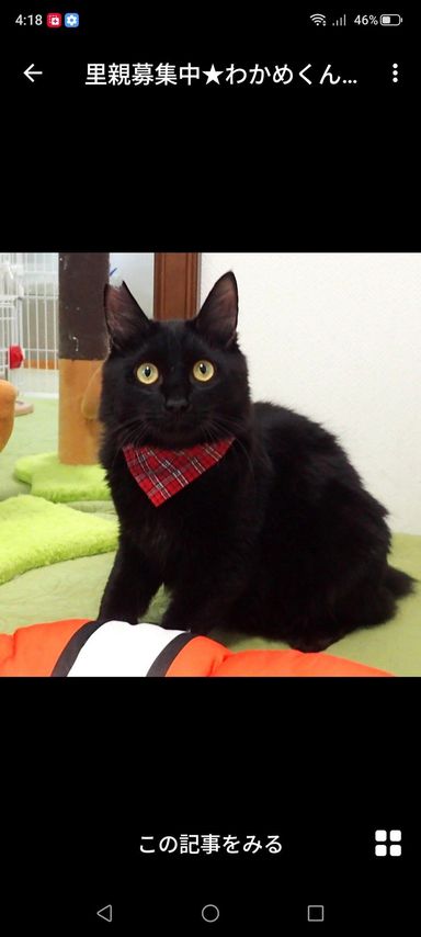 雑種（ミックス猫）・オスの里親募集の写真