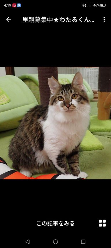 雑種（ミックス猫）・オスの里親募集の写真