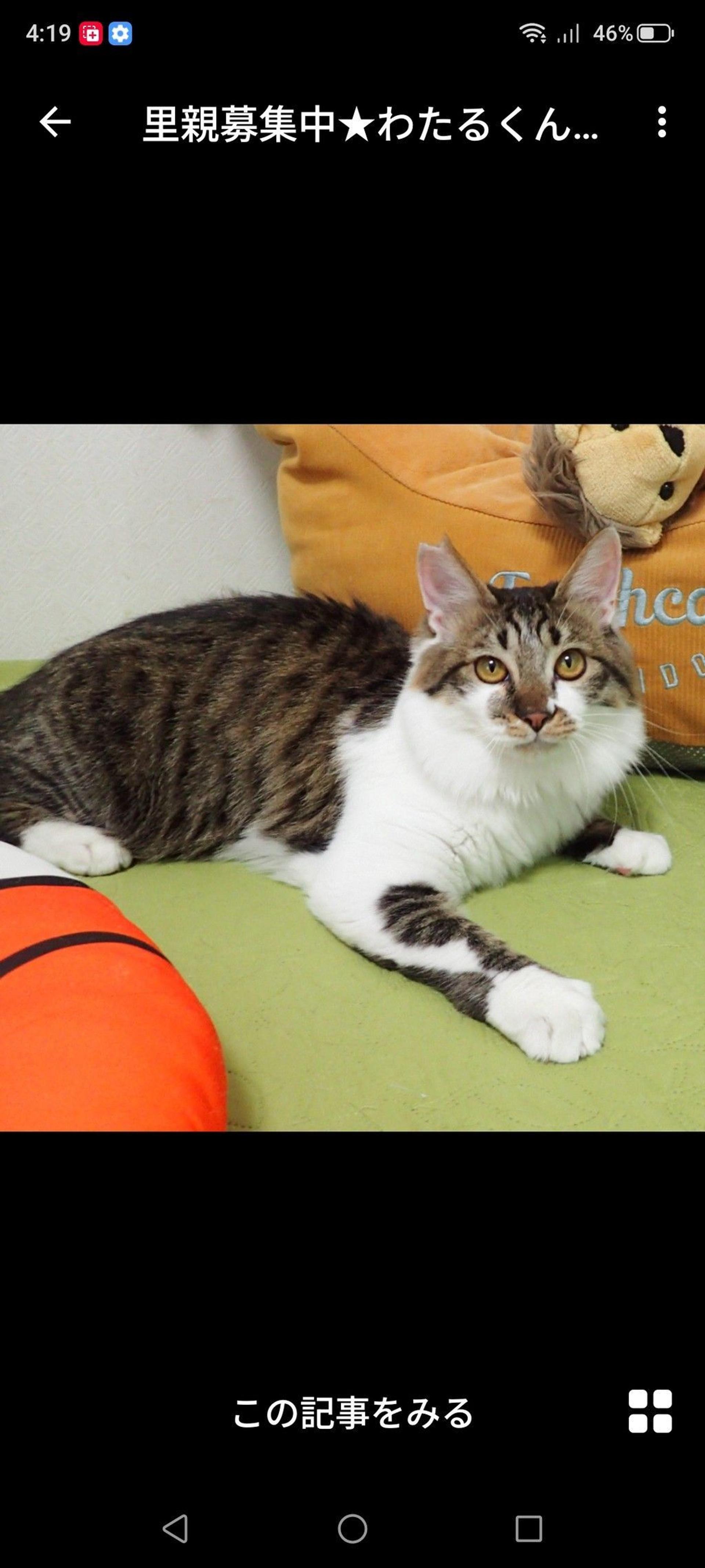 pet-image-2