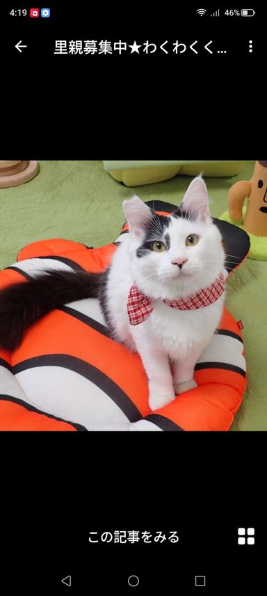 雑種（ミックス猫）・オスの里親募集の写真