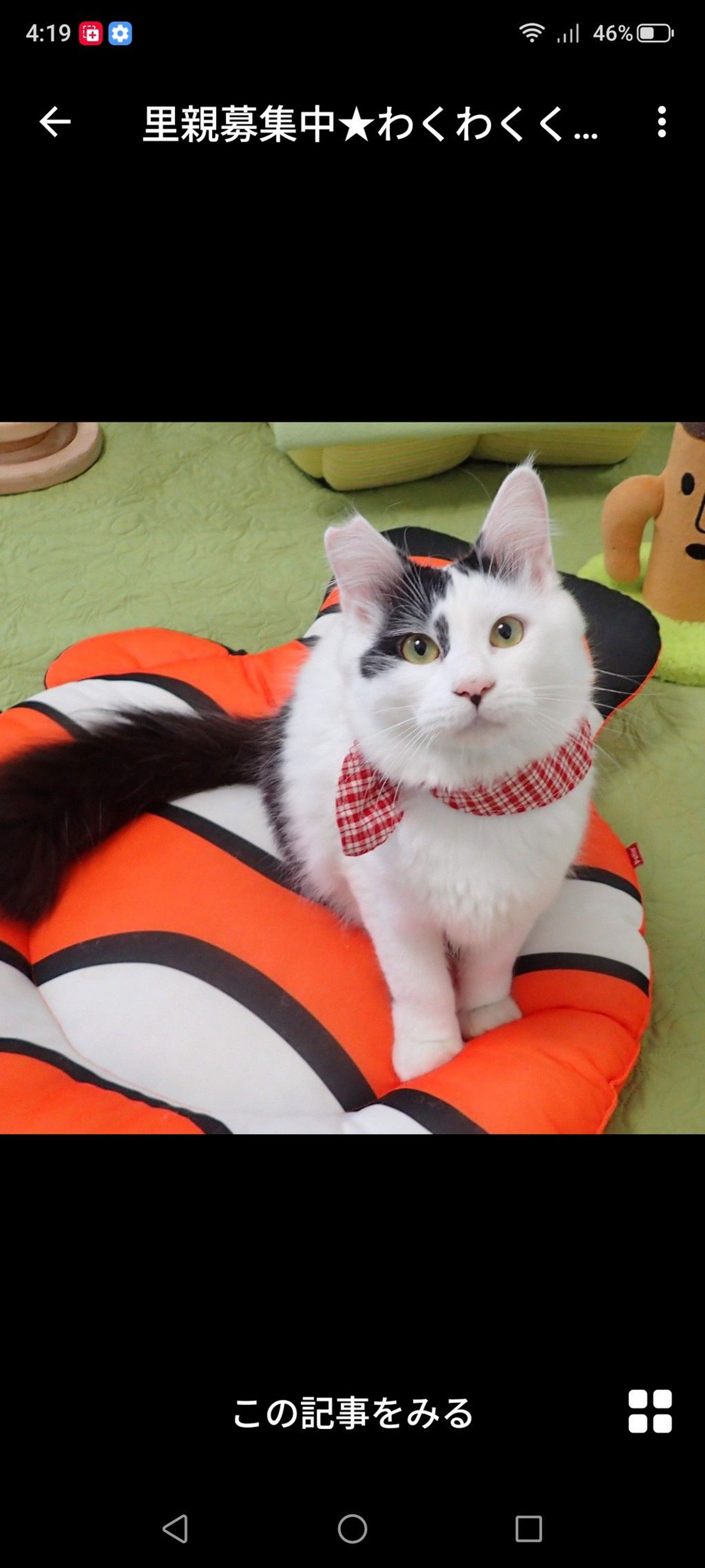 雑種（ミックス猫）・オスの里親募集の写真