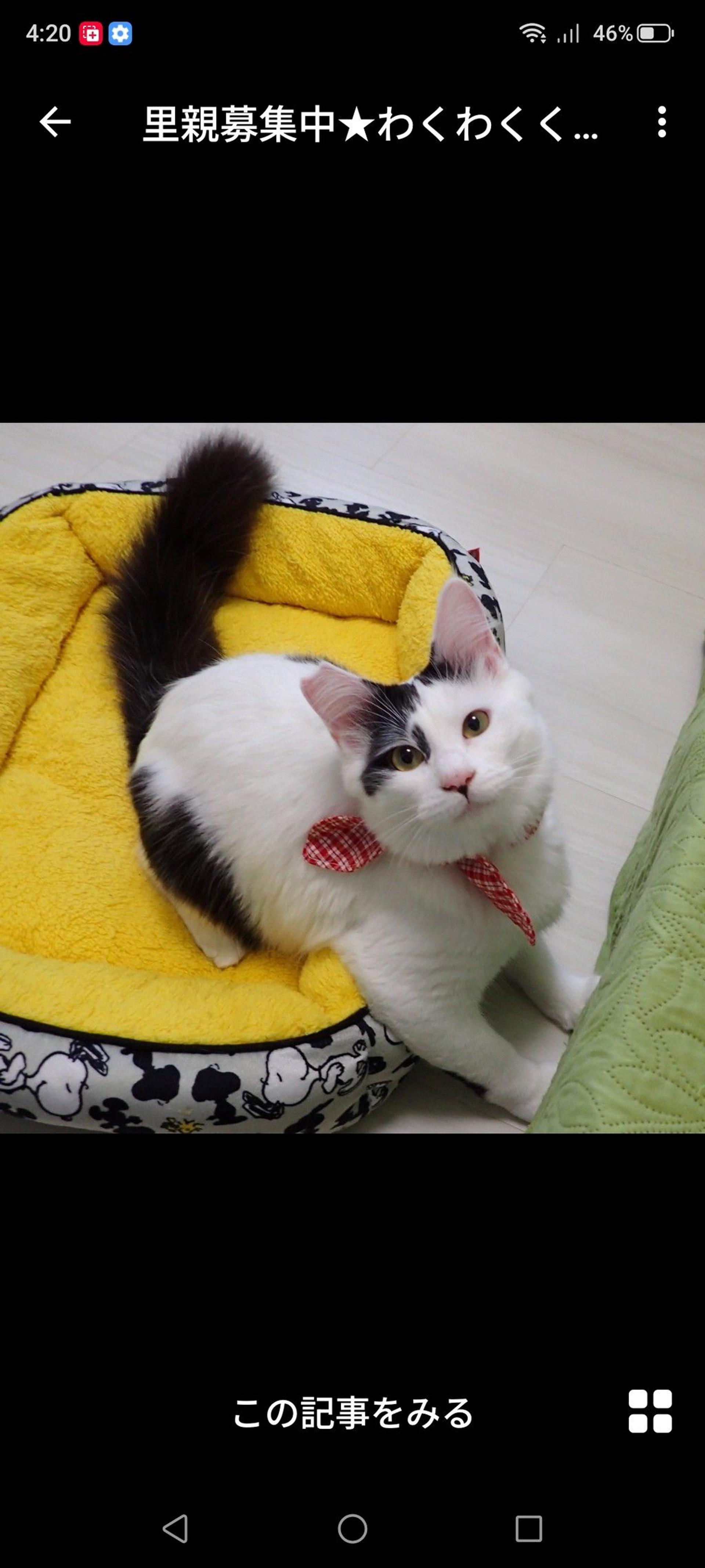 pet-image-3