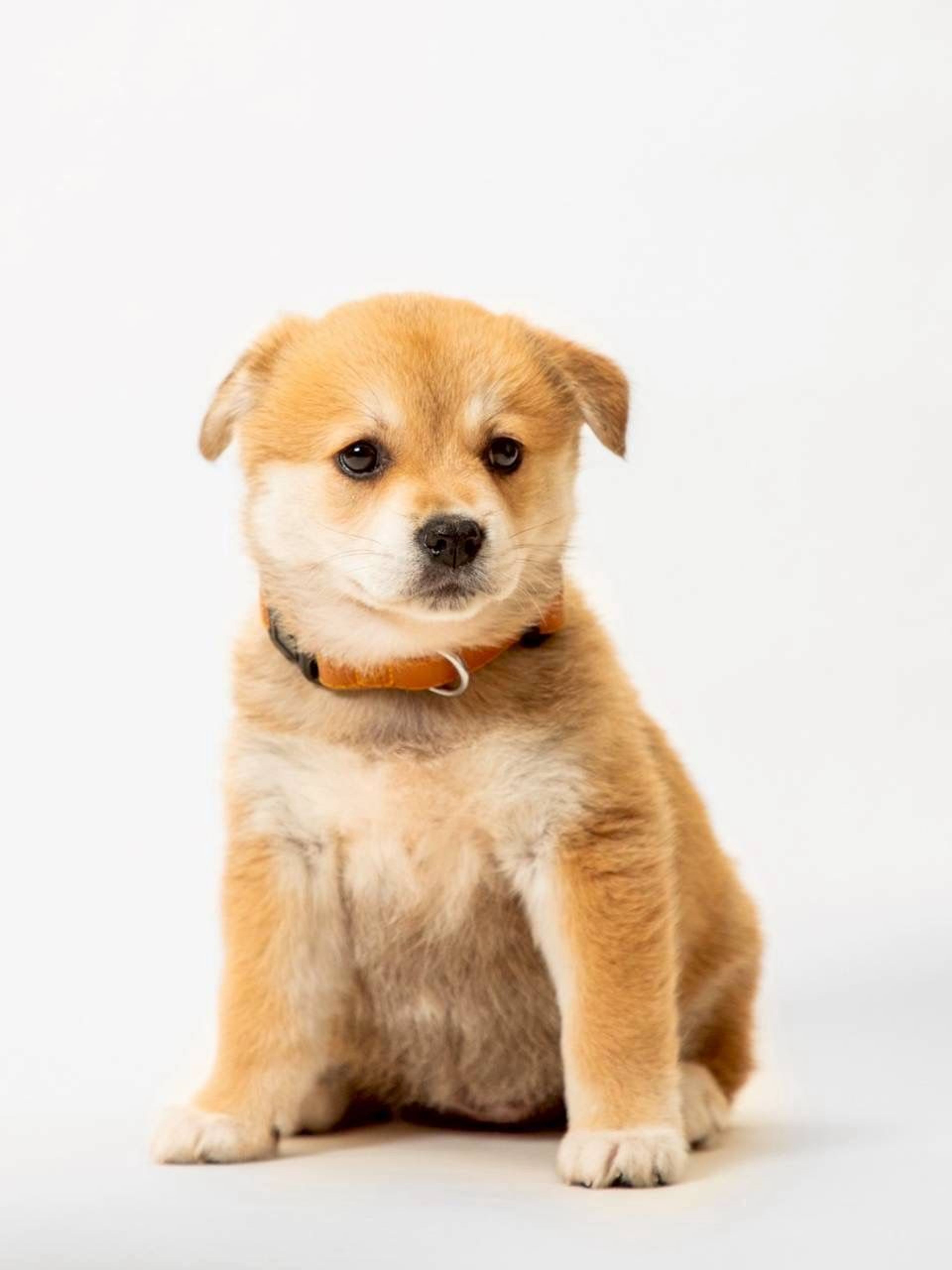 雑種（ミックス犬）・メスの里親募集の写真