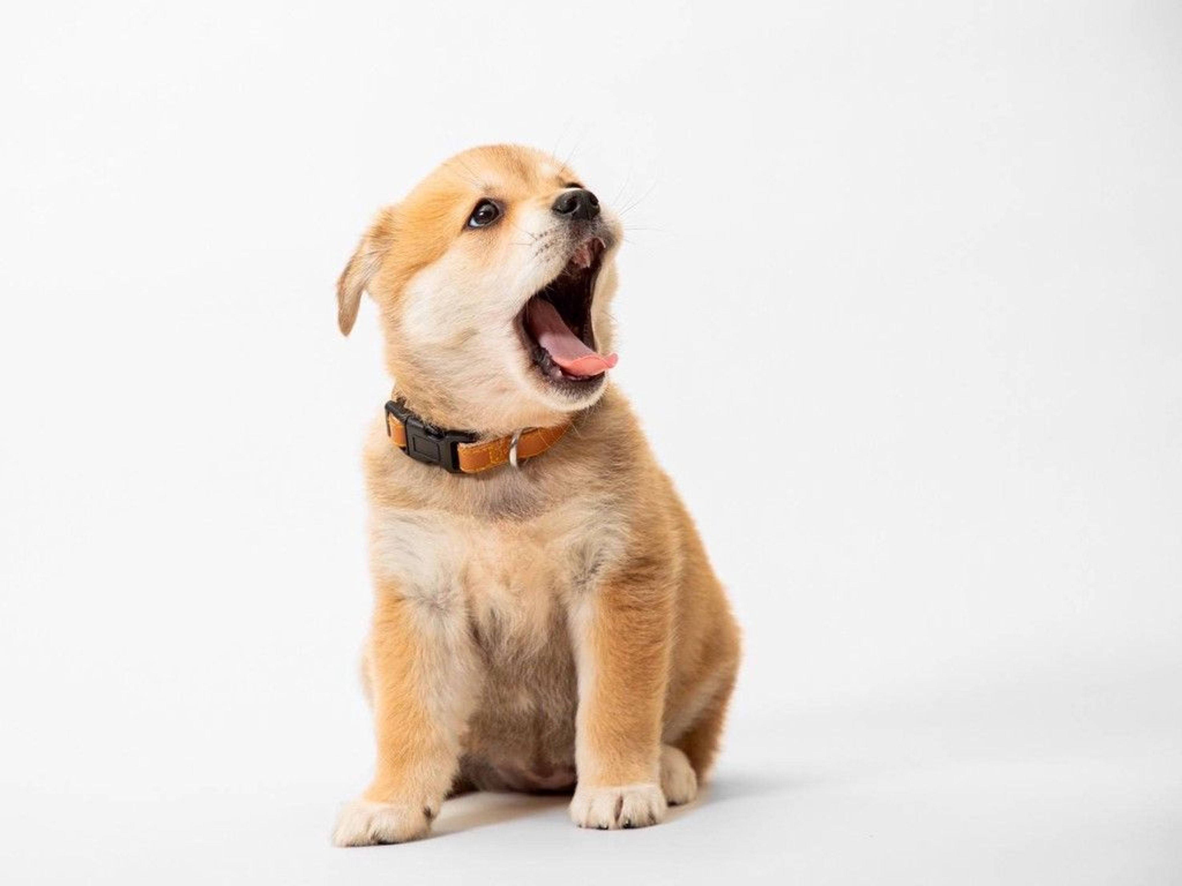 pet-image-4