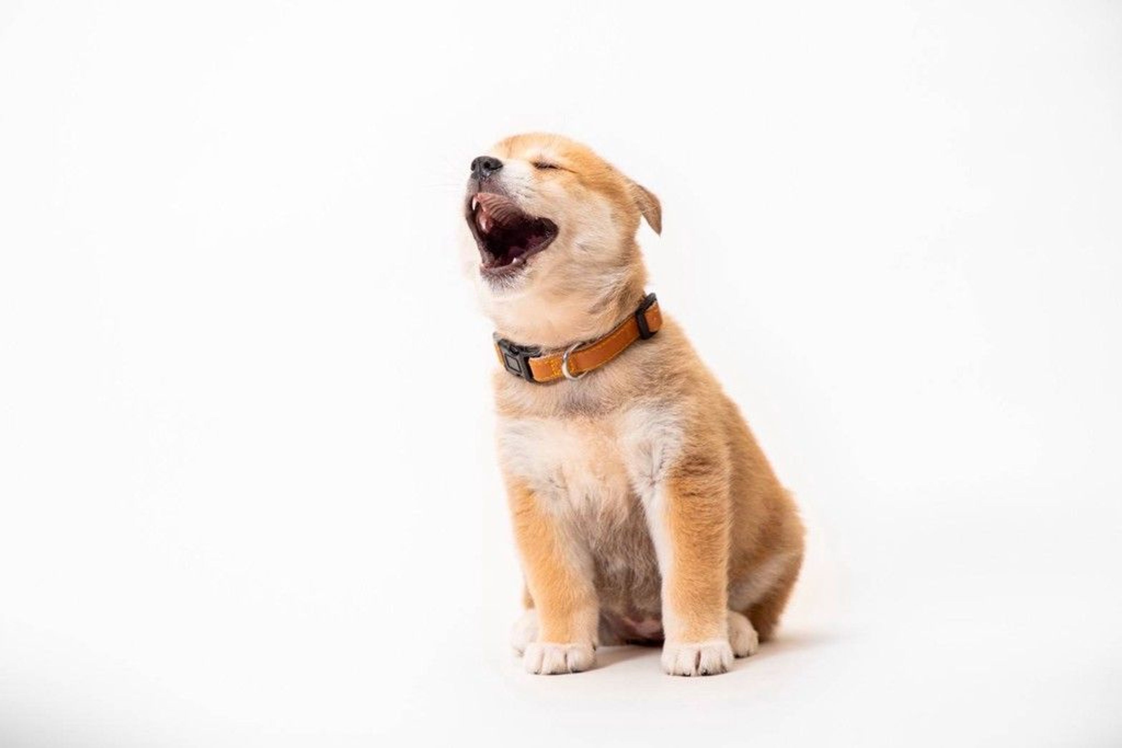 pet-image-5