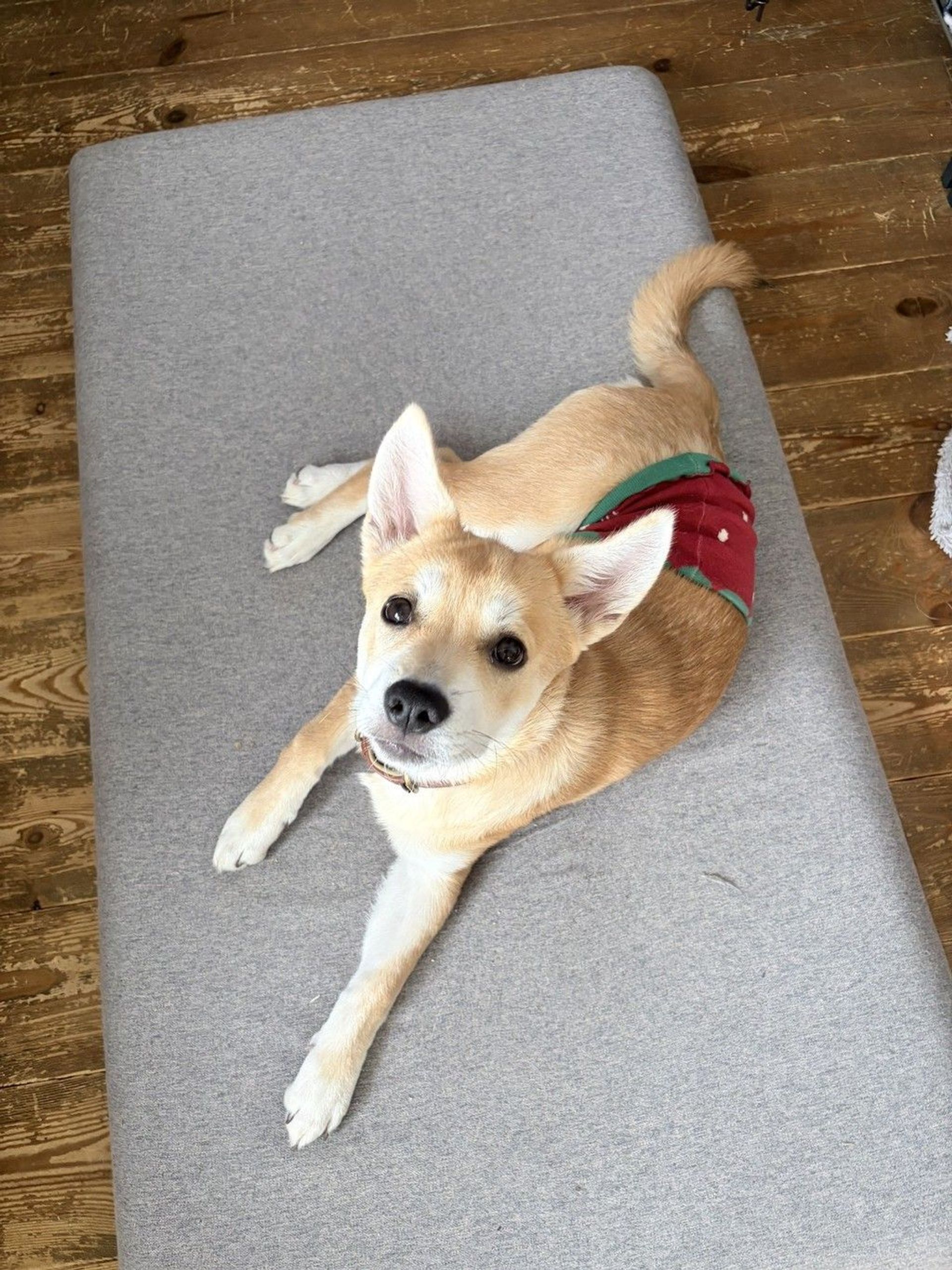 雑種（ミックス犬）・メスの里親募集の写真