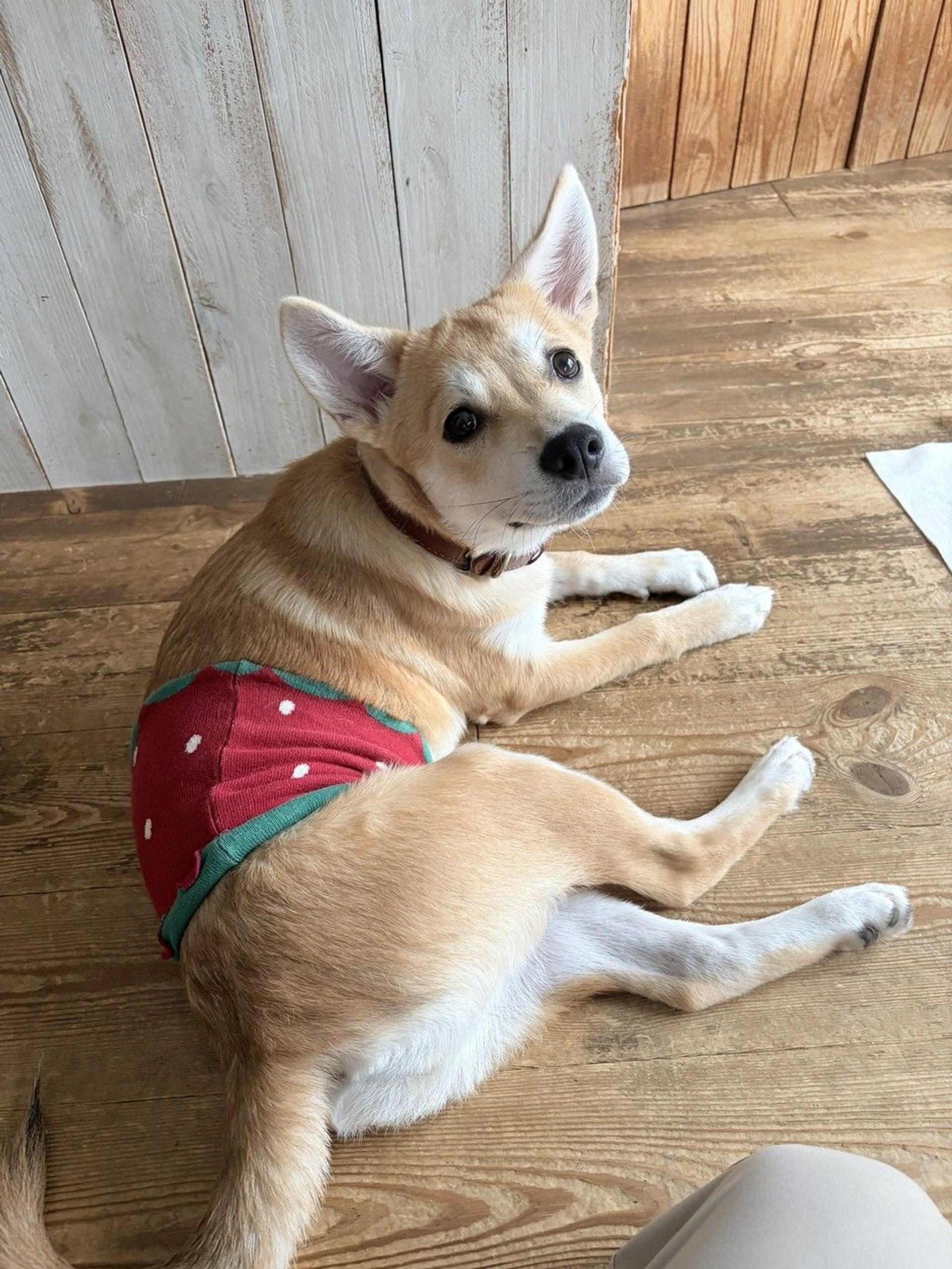 pet-image-2