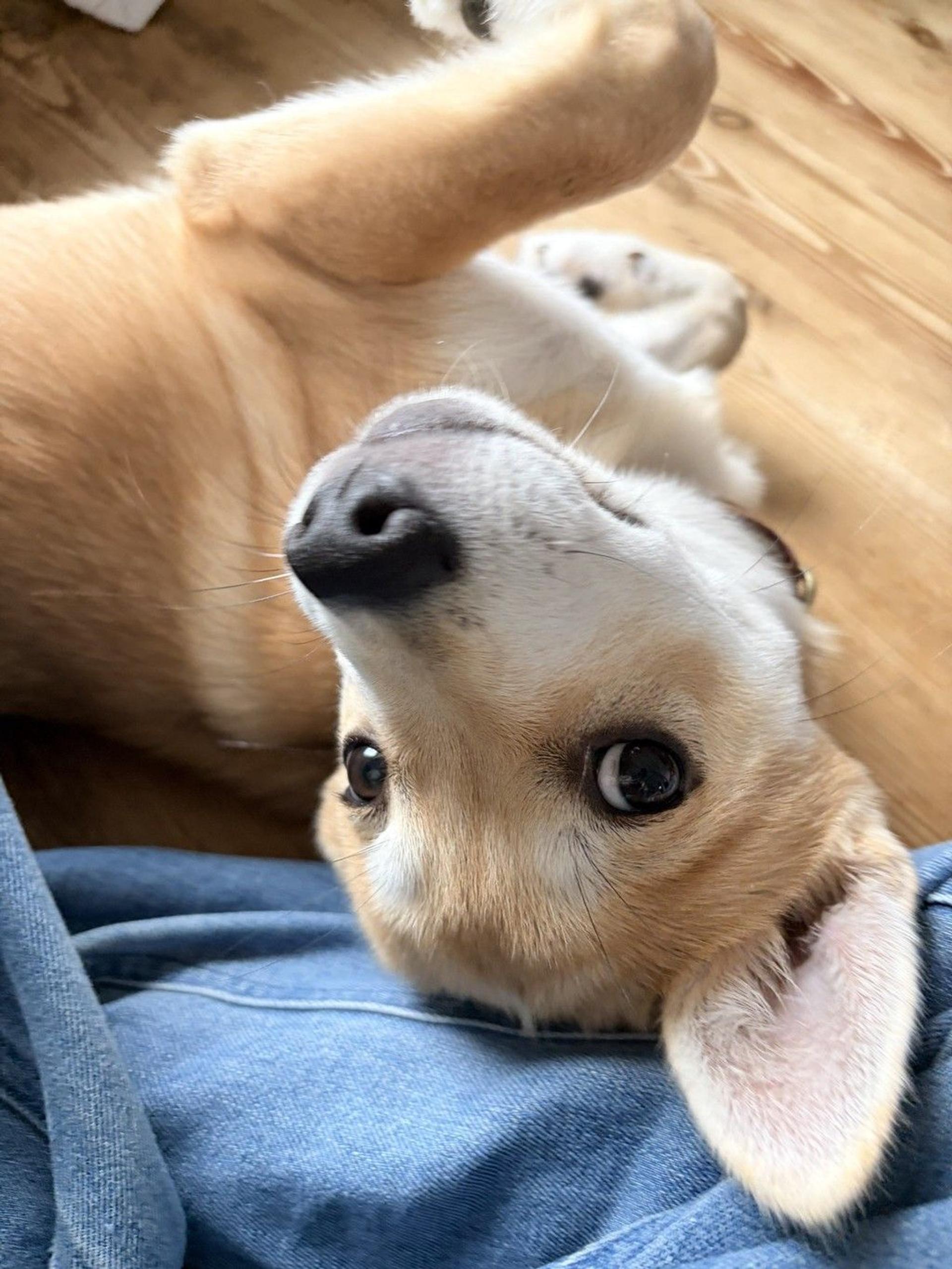 pet-image-3