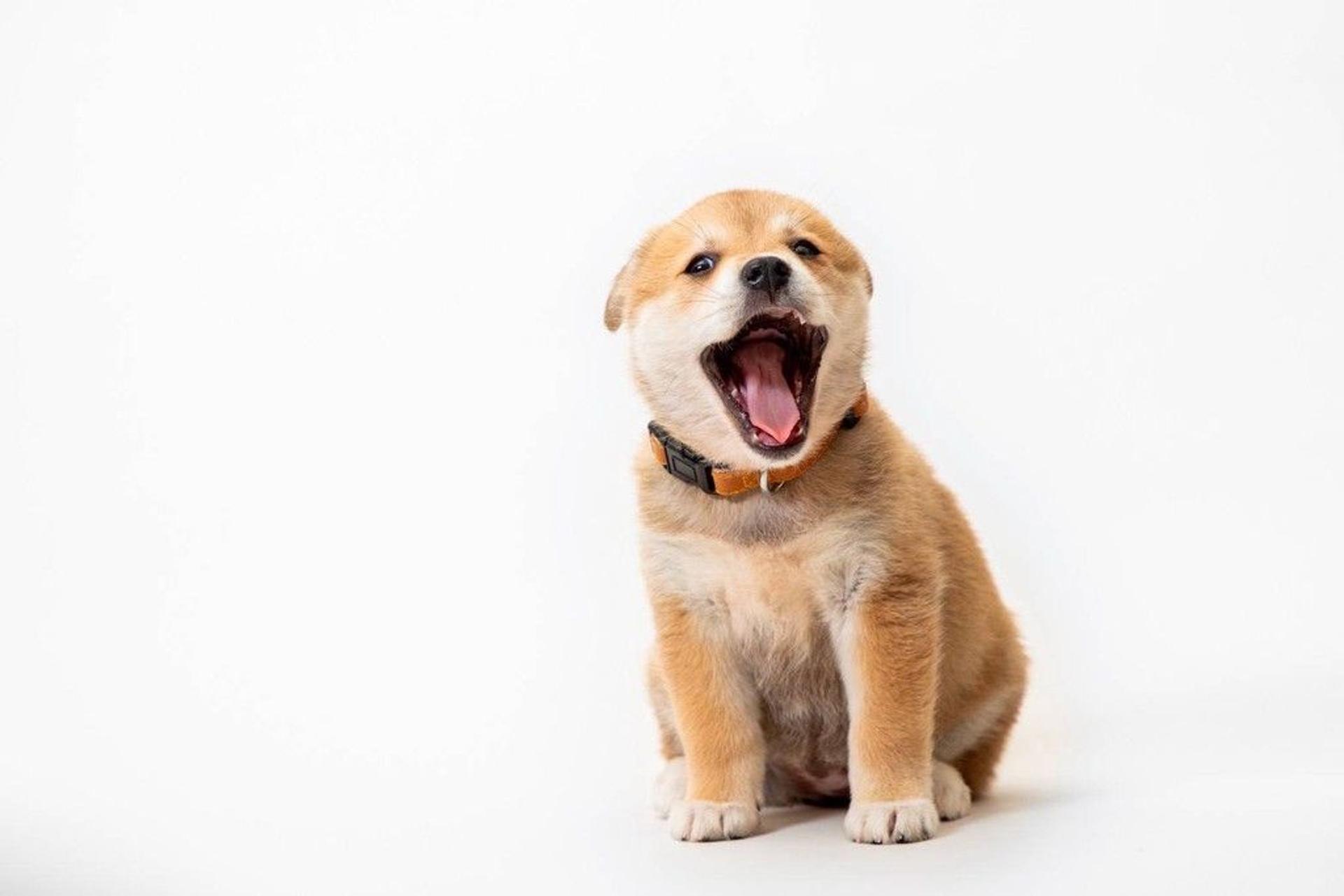 pet-image-8