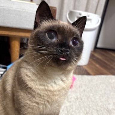 雑種（ミックス猫）・メスの里親募集の写真