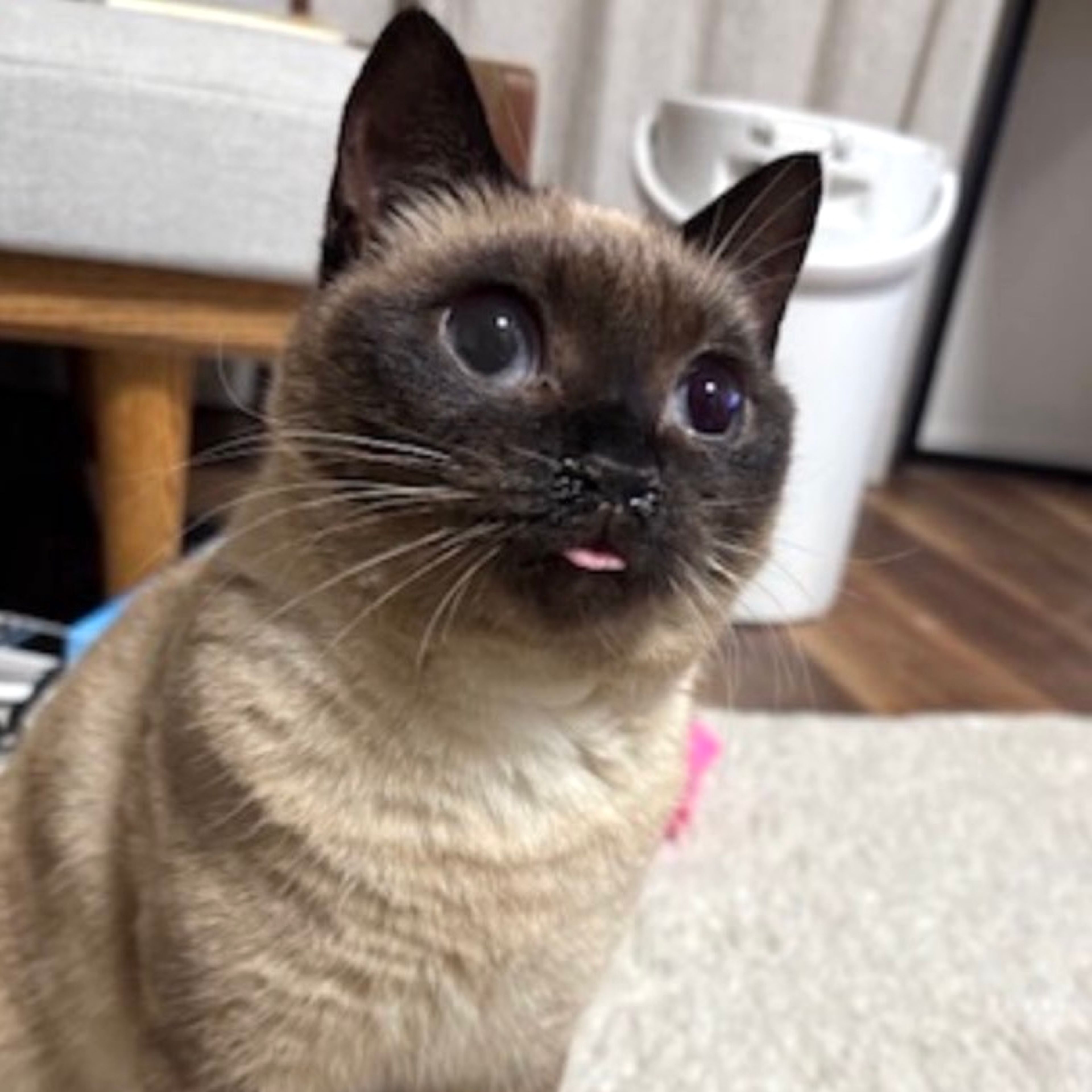 雑種（ミックス猫）・メスの里親募集の写真