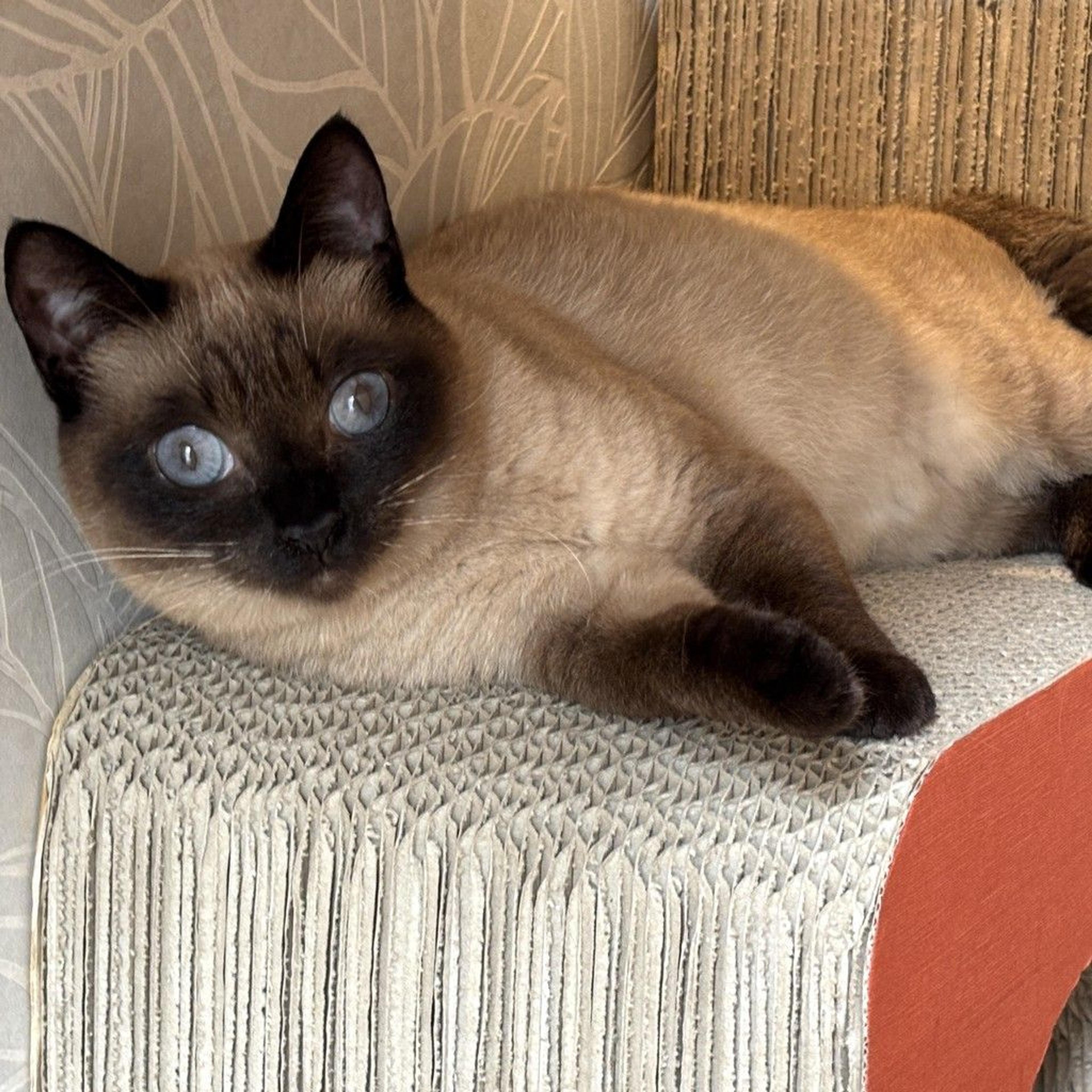 pet-image-4
