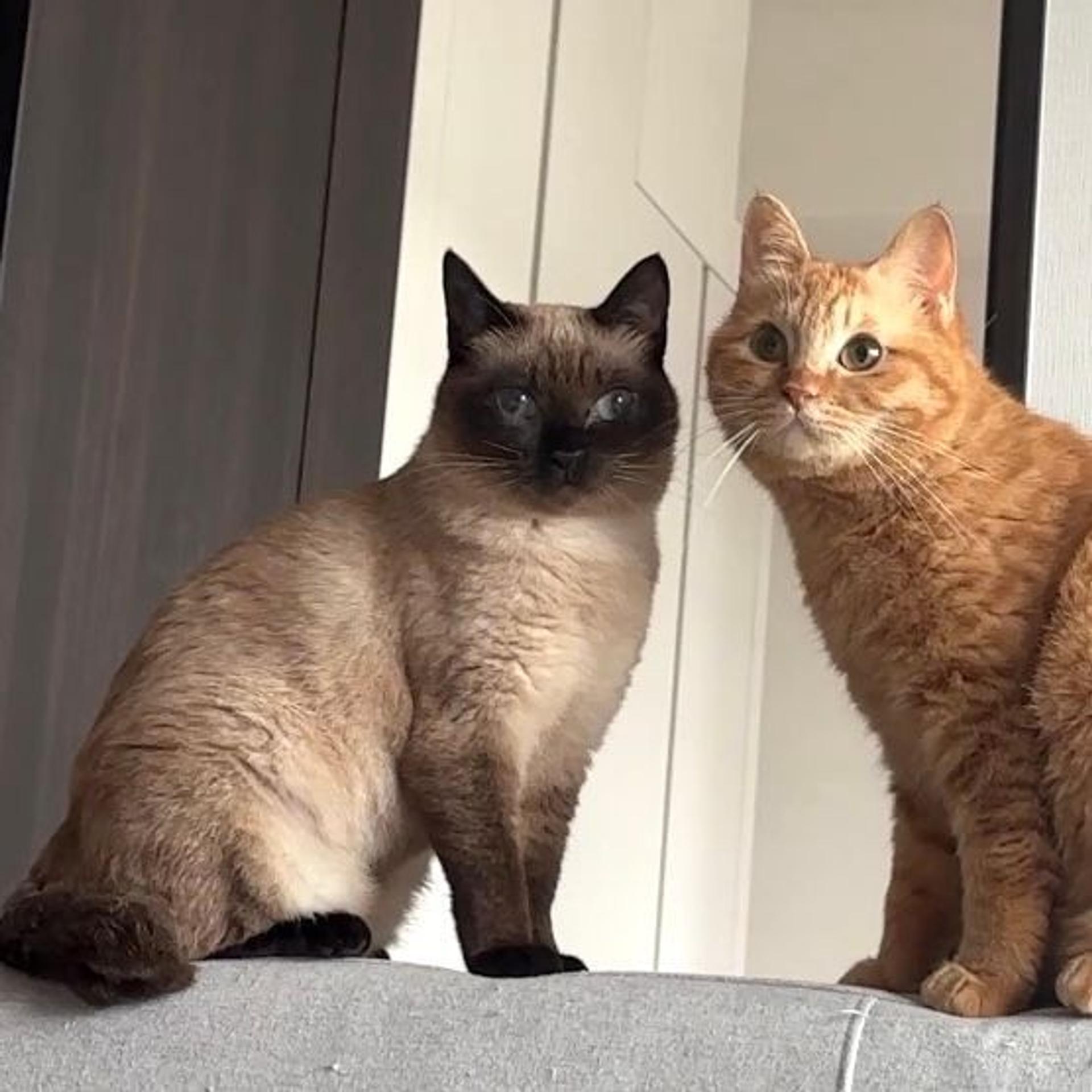 pet-image-5