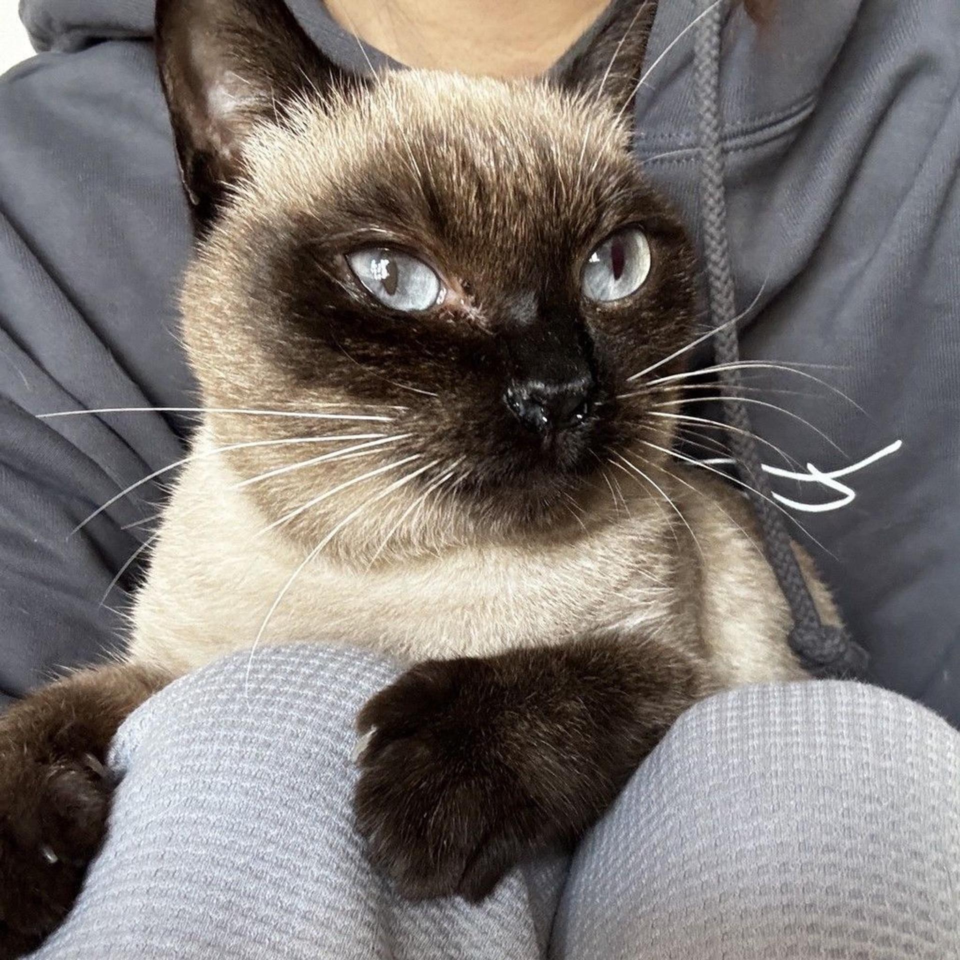 pet-image-6