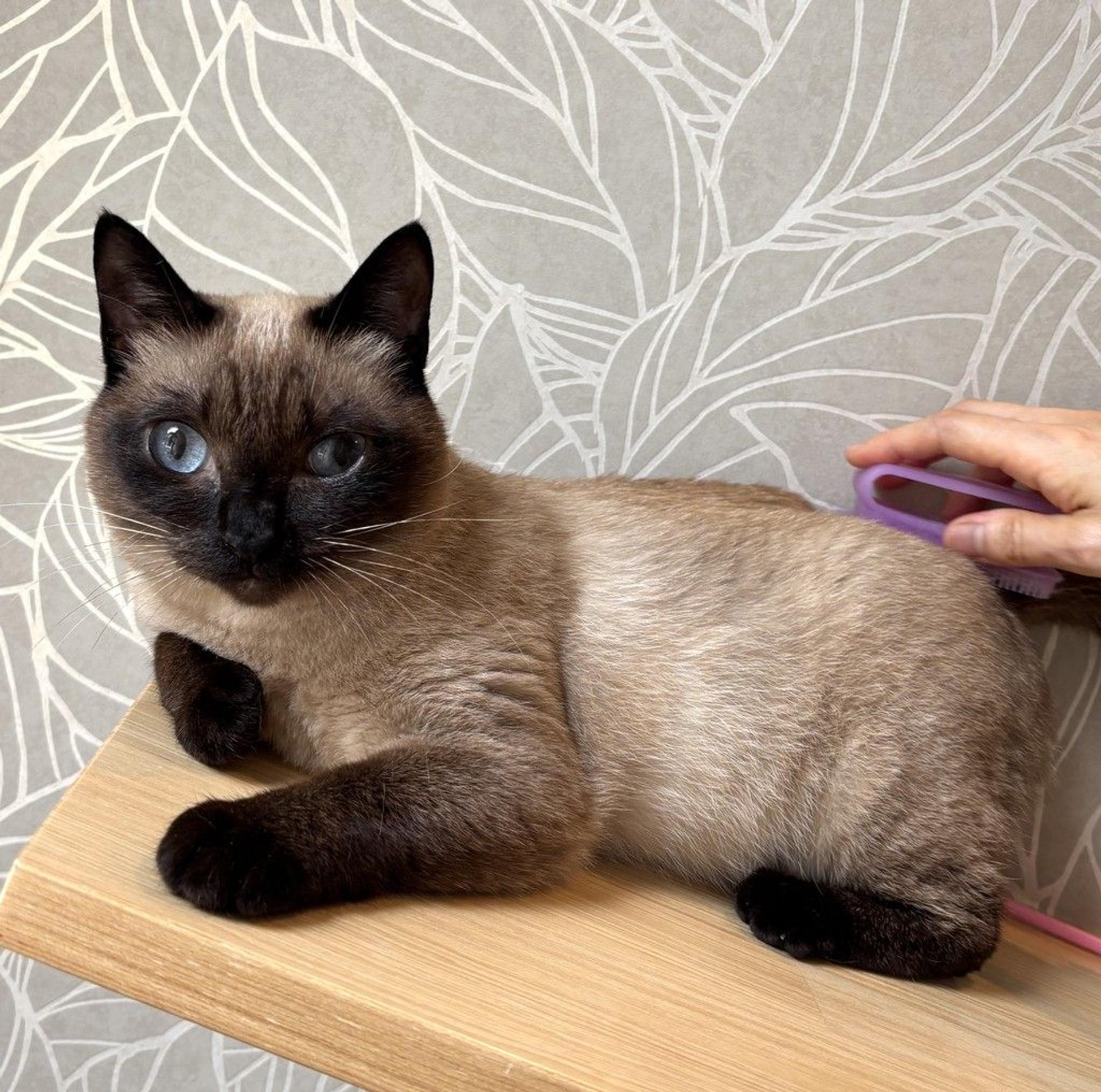 pet-image-7