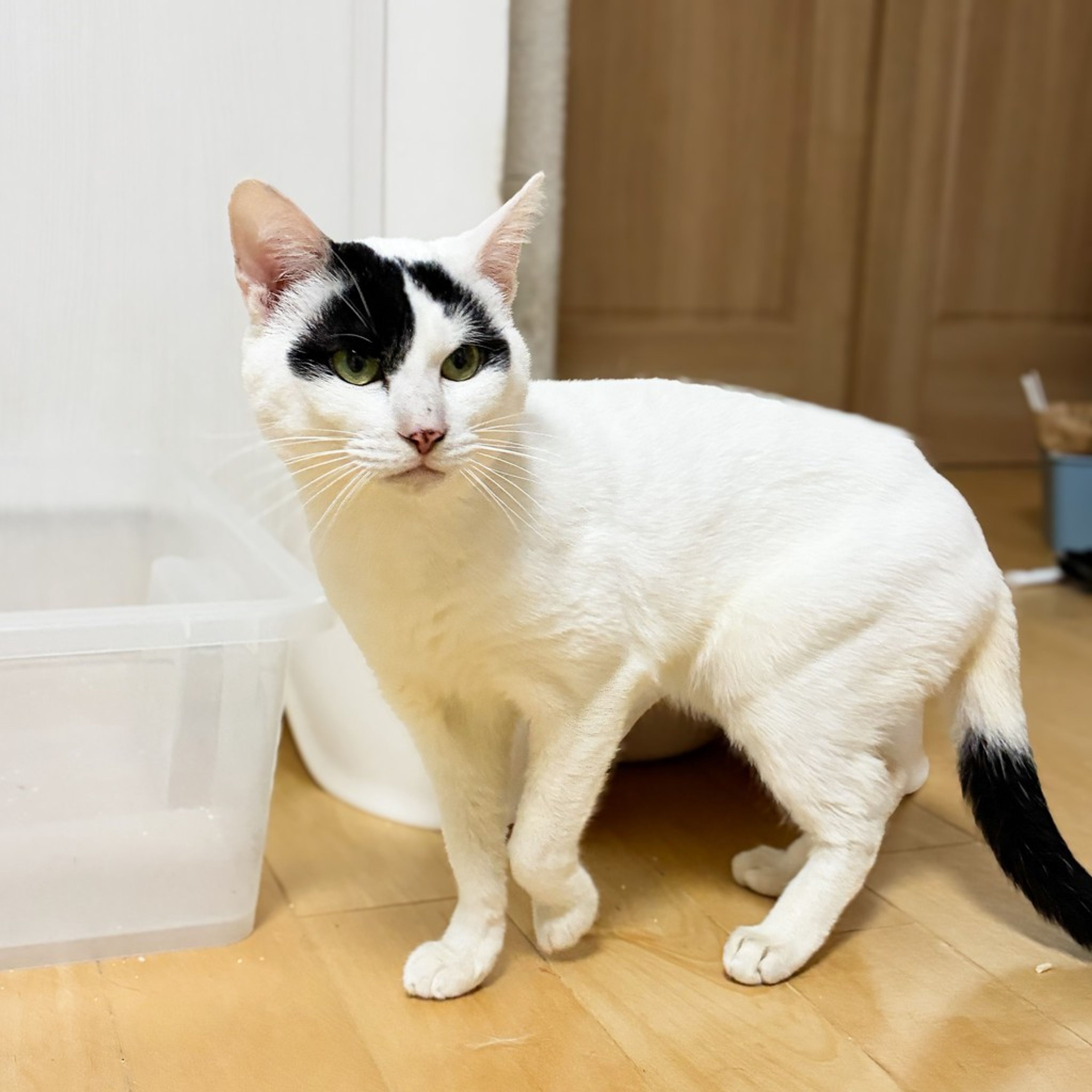 雑種（ミックス猫）・オスの里親募集の写真