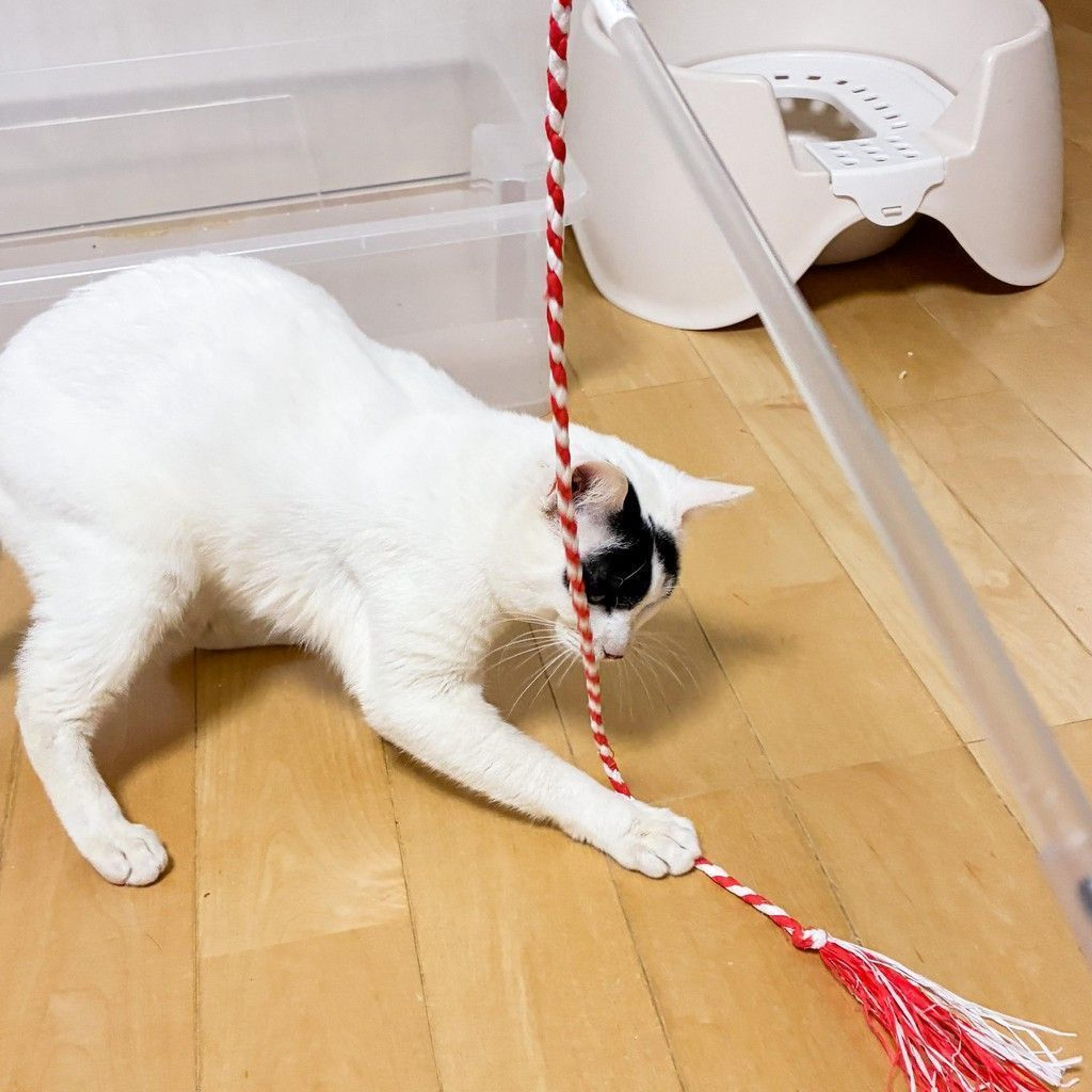 pet-image-6