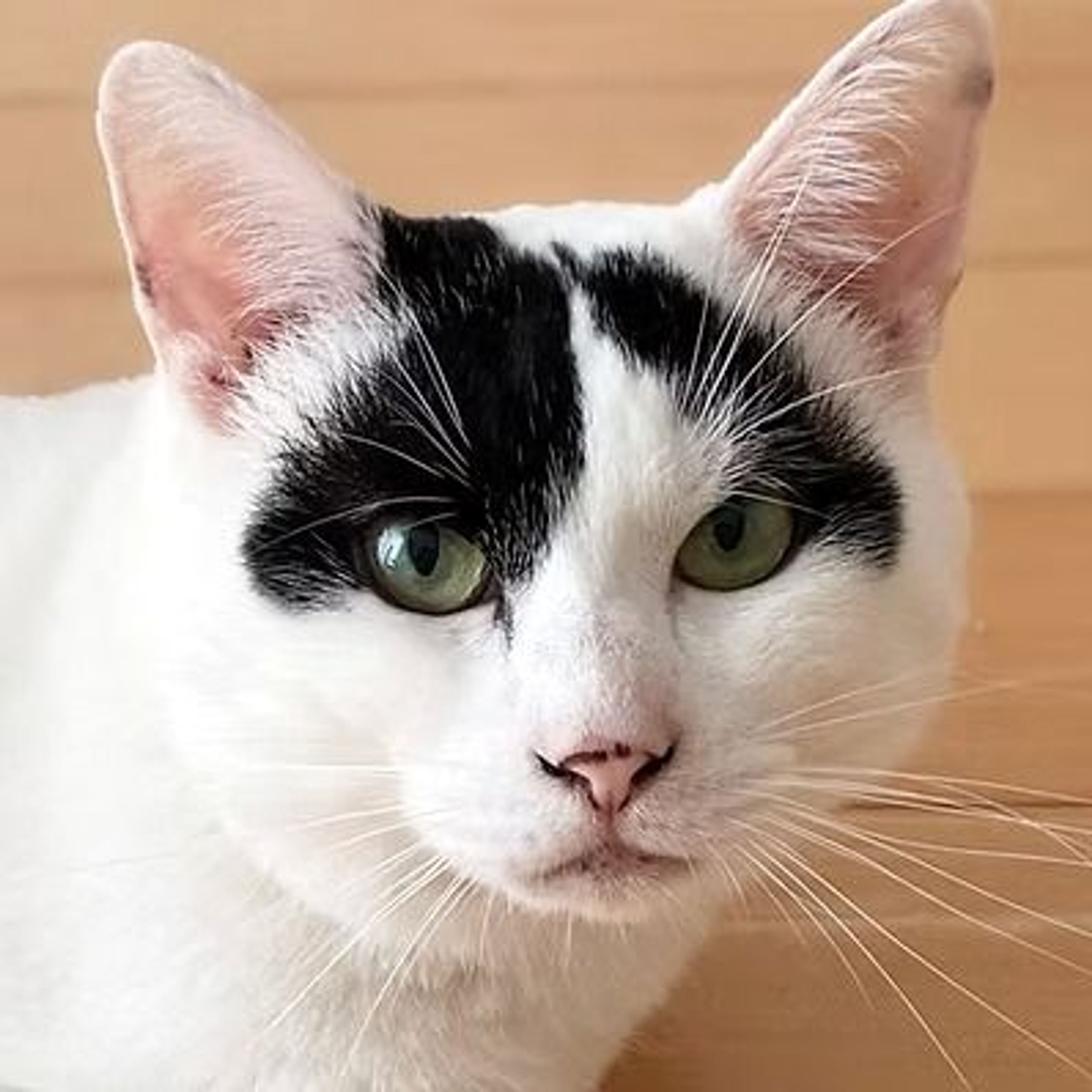 雑種（ミックス猫）・オスの里親募集の写真