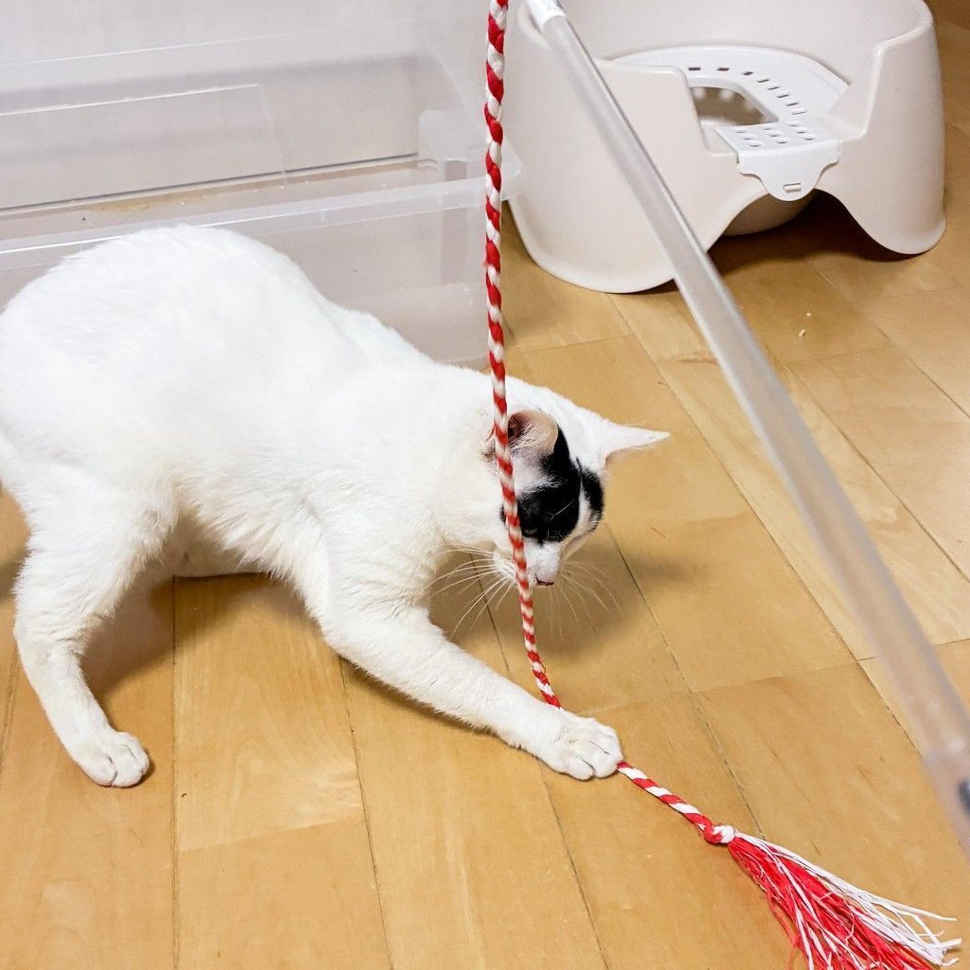 pet-image-6
