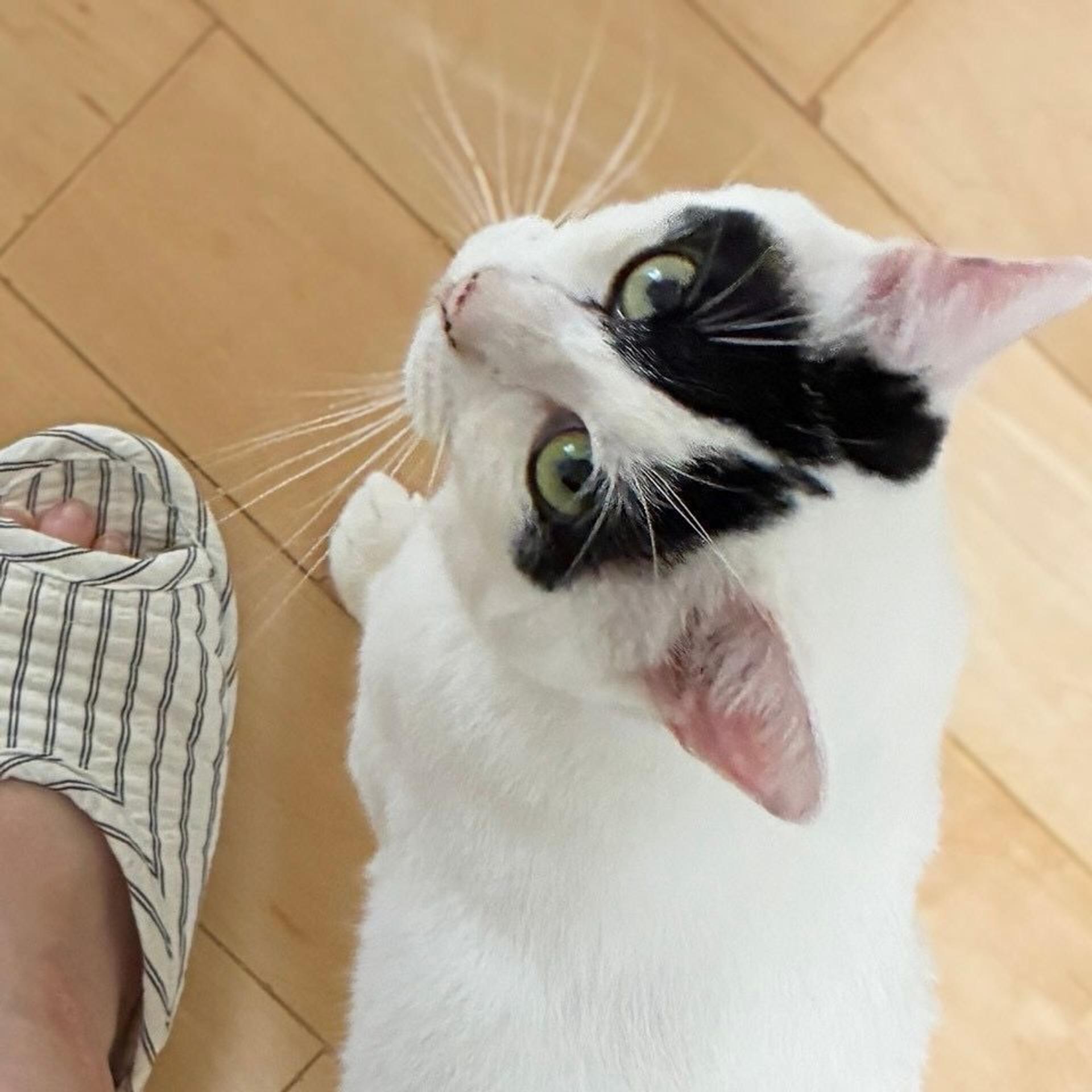 pet-image-2