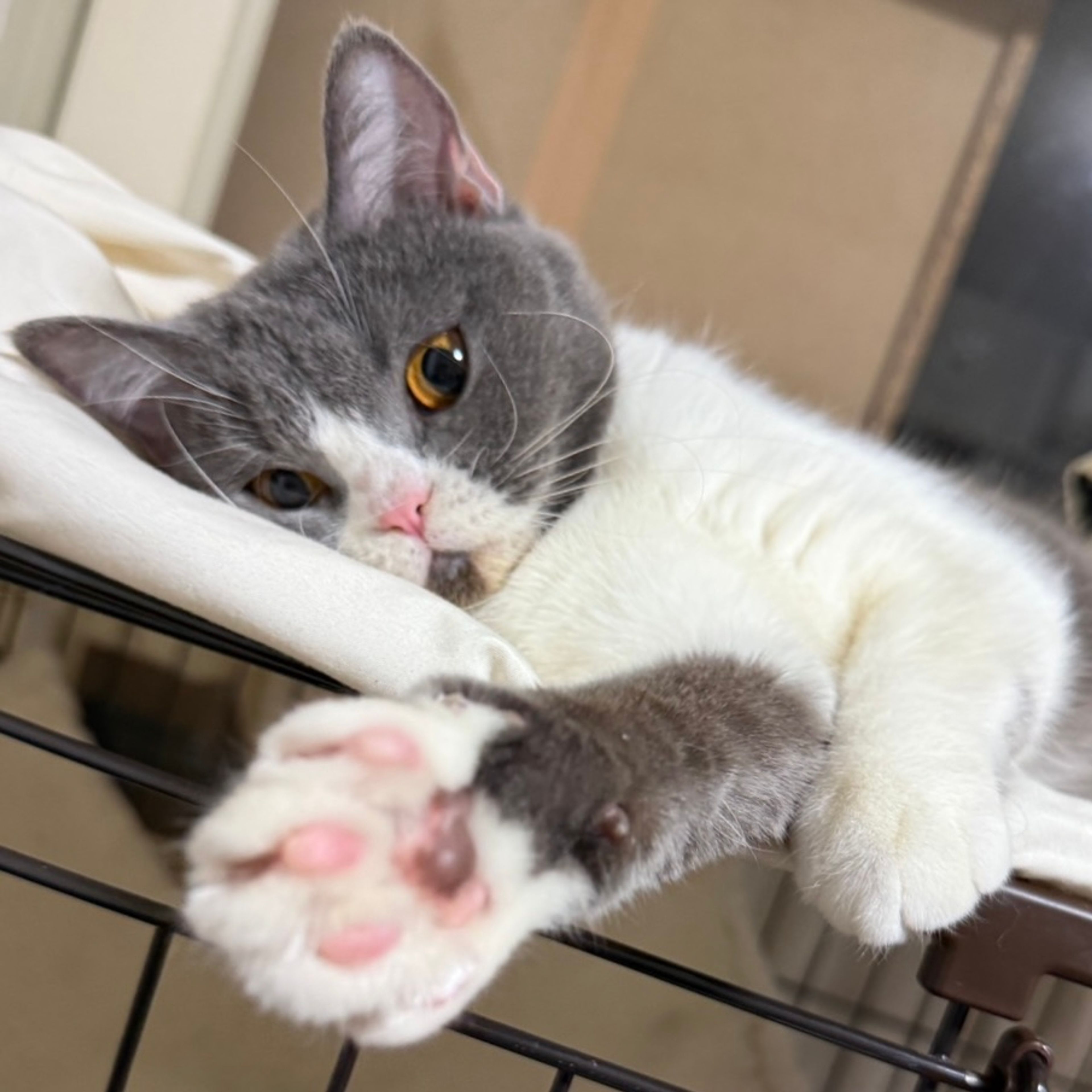 雑種（ミックス猫）・メスの里親募集の写真