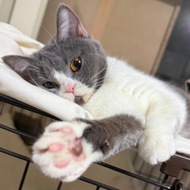 雑種（ミックス猫）・メスの里親募集の写真