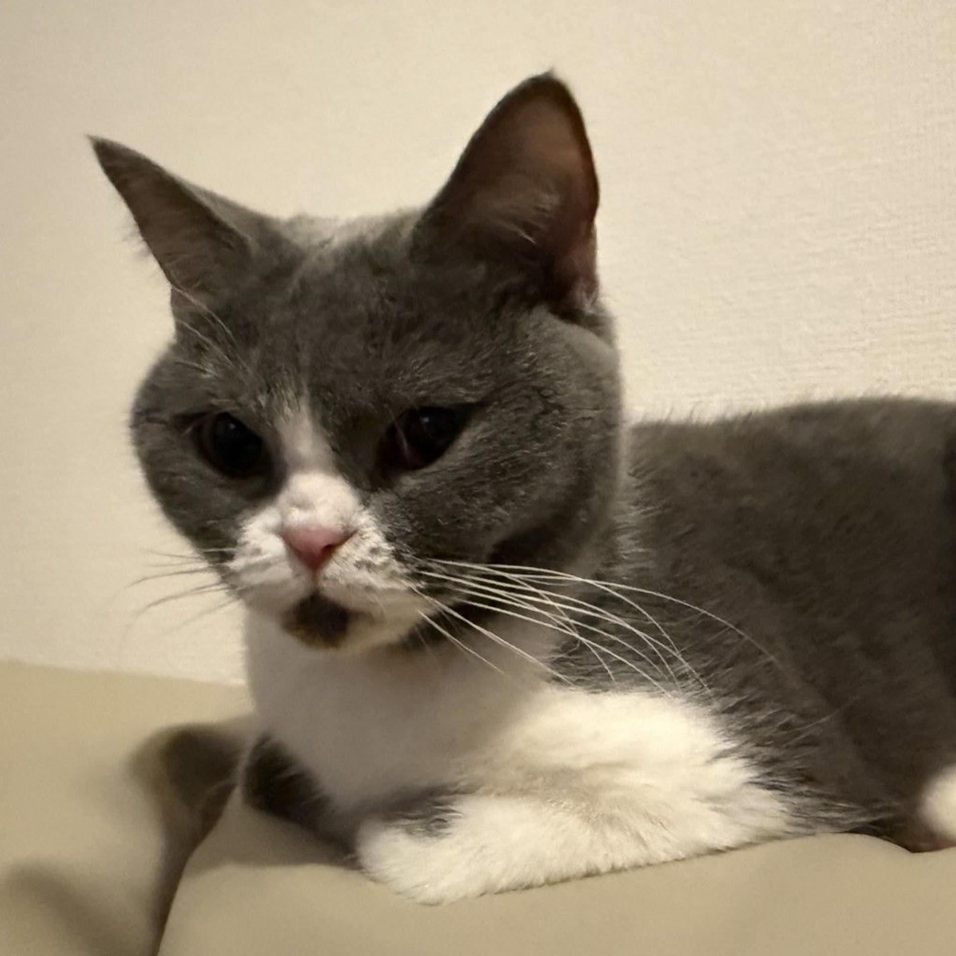 pet-image-7