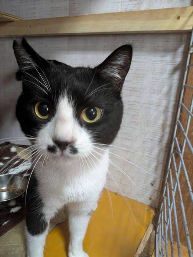 雑種（ミックス猫）・オスの里親募集の写真